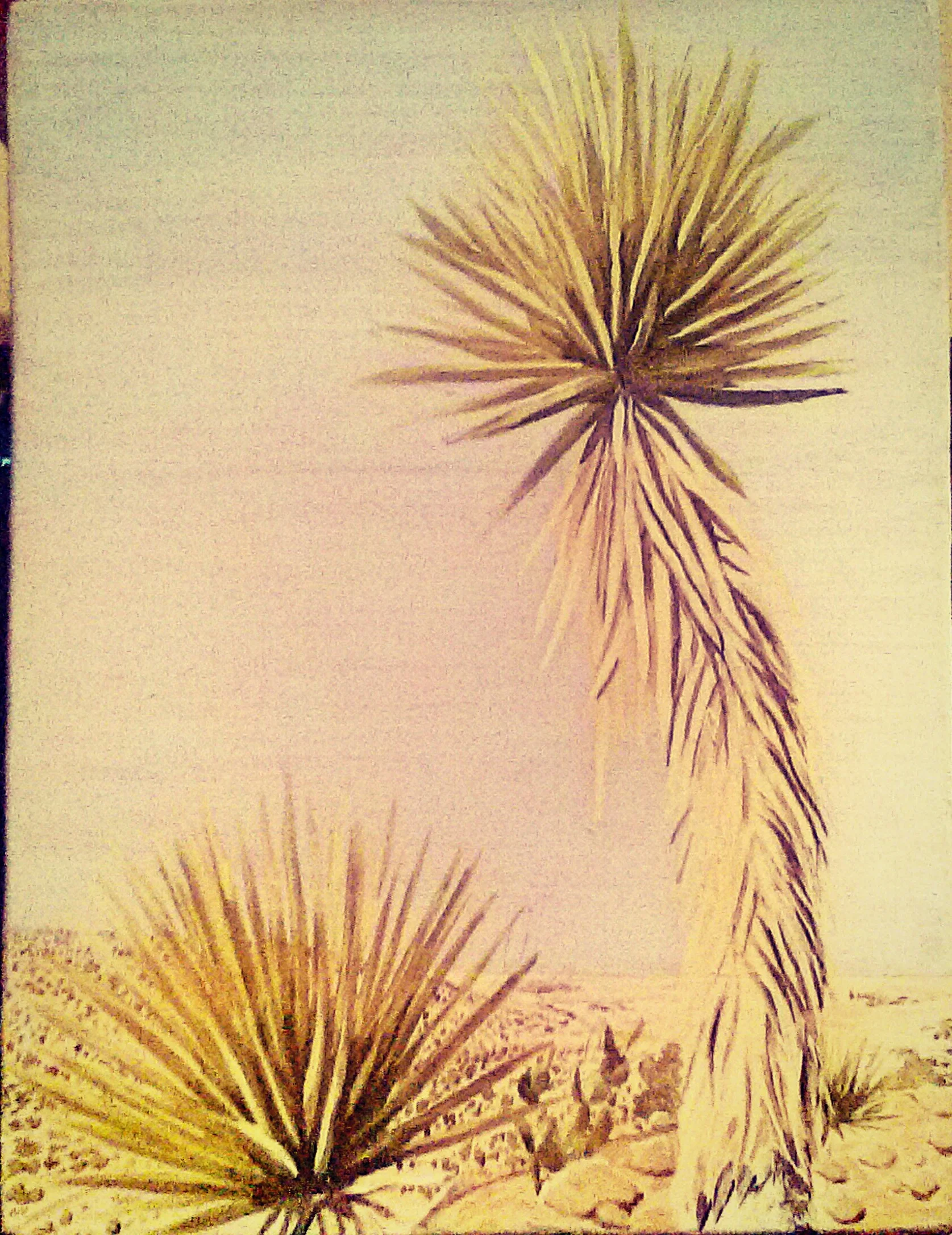 Reed Jones - 2 Yucca