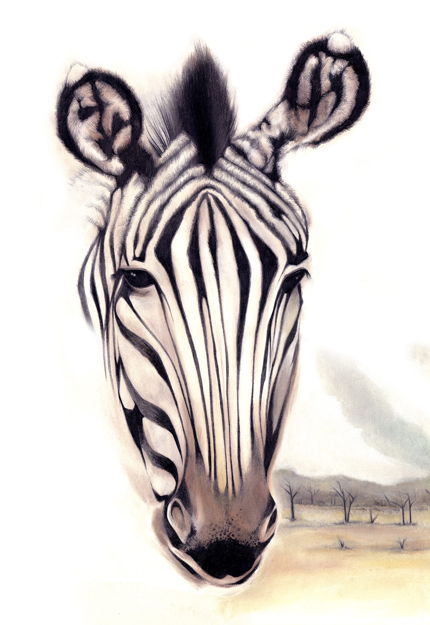 zebra.jpg