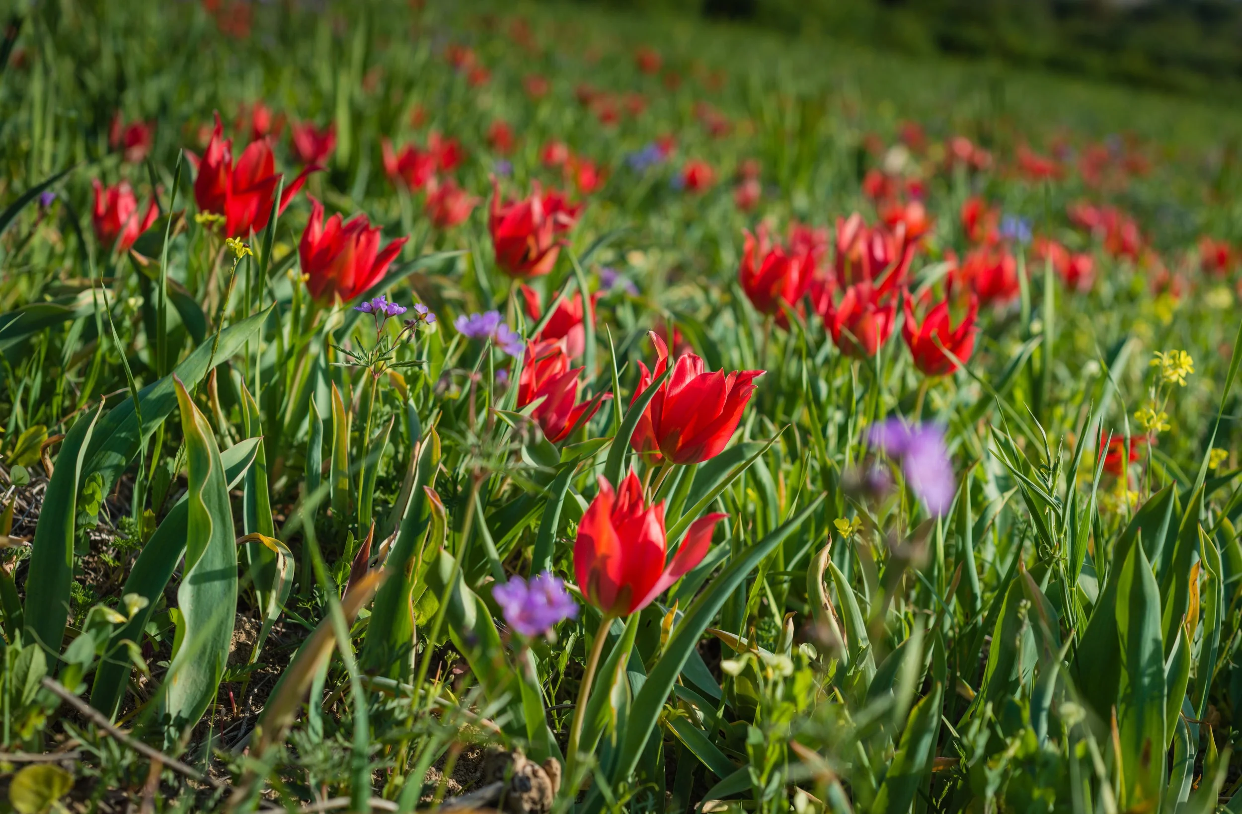 DSC_9381.jpg