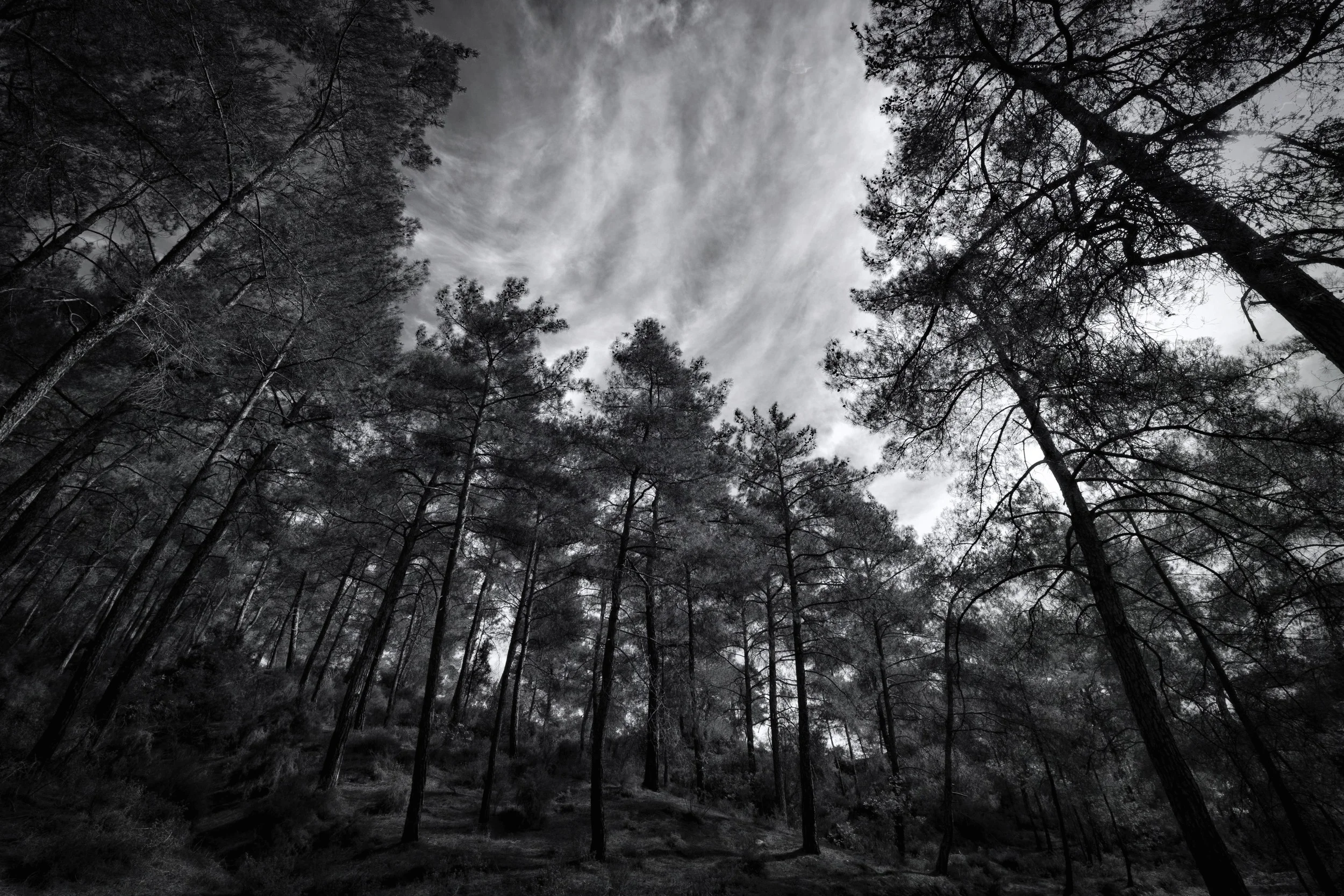 Inside Forrest