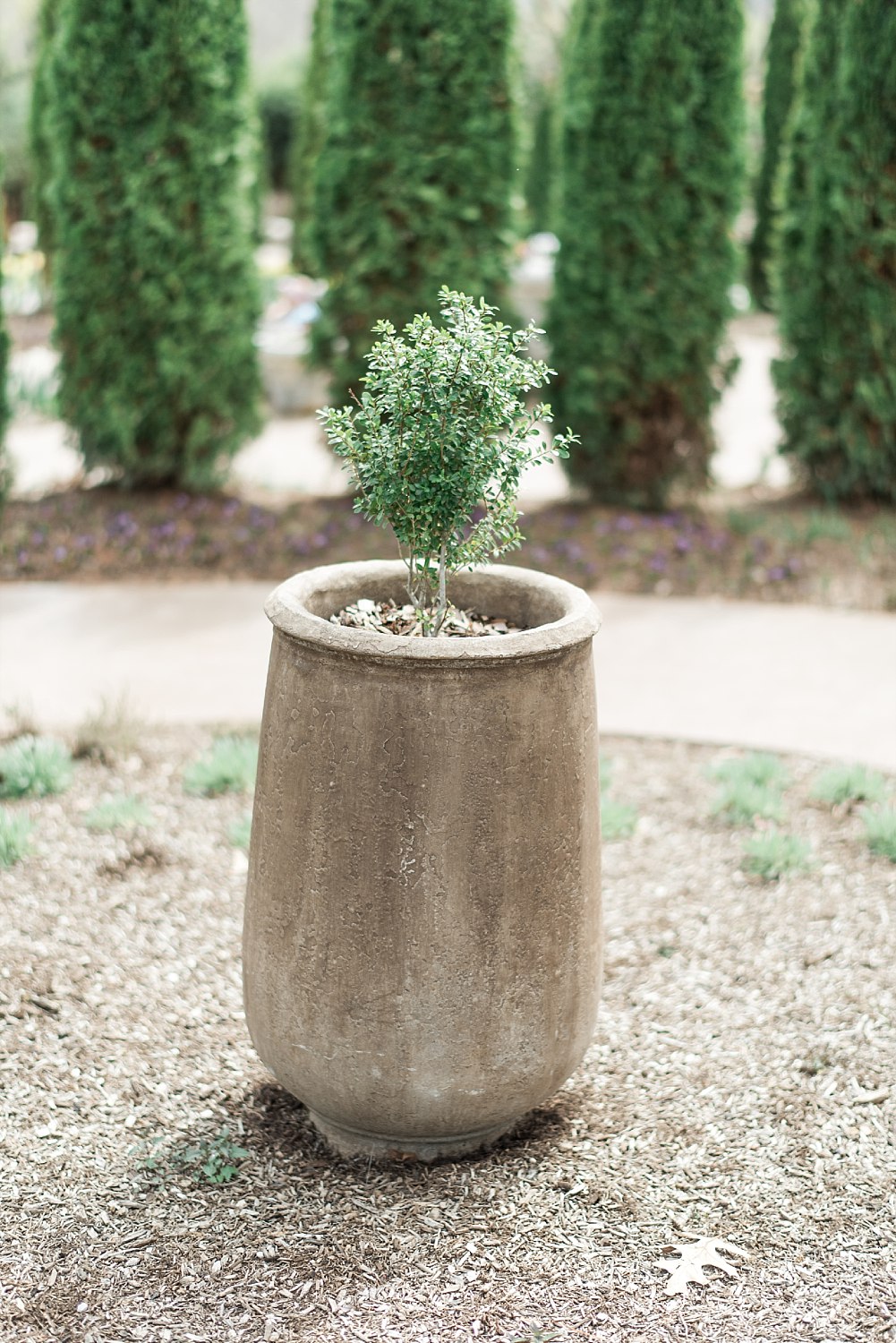 Knoxville Botanical Garden Engagement | Knoxville Wedding Photographer | Juicebeats Photography | Knoxville Engagement