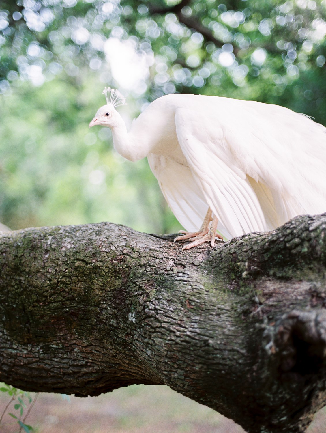 magnoliaplantationengagement | magnoliaplantationwedding | juicebeatsphotography