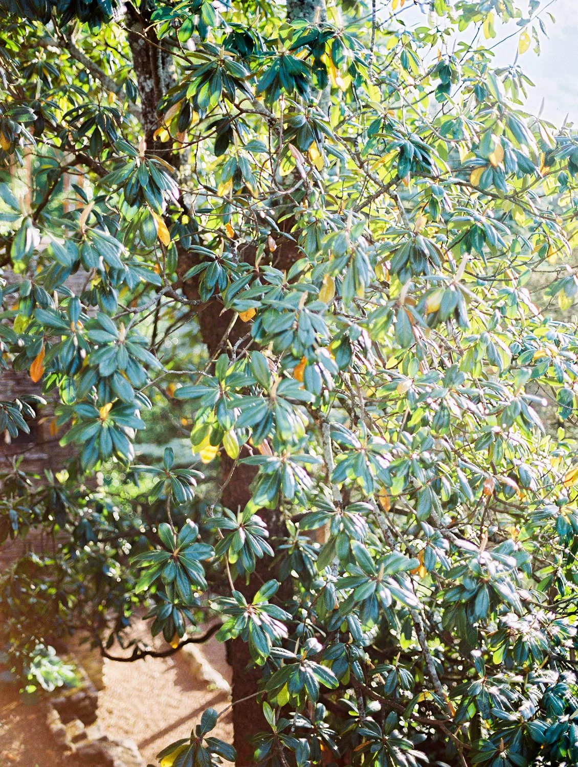 knoxville botanical gardens bridal