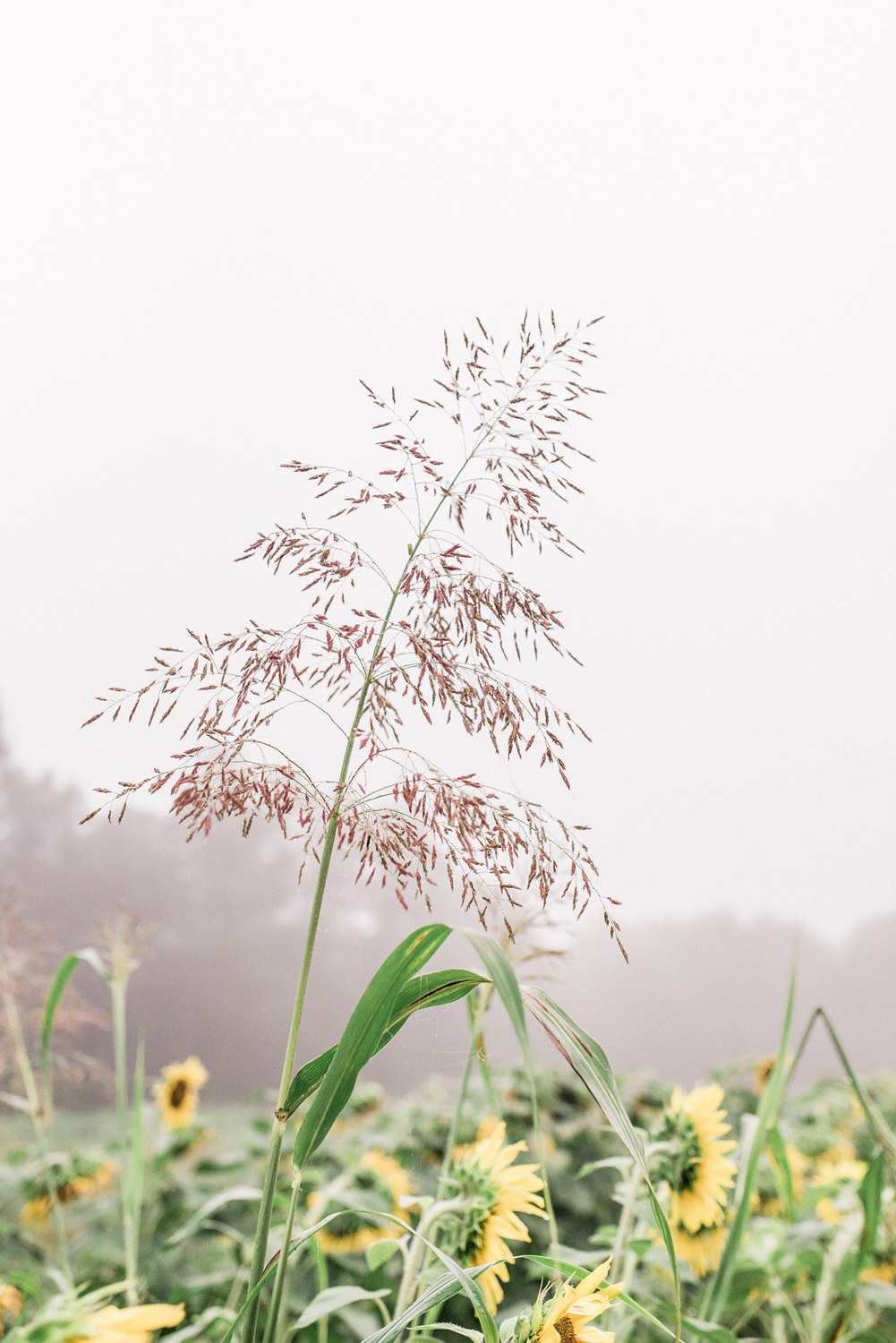 Forks of the River Sunflower Engagement | Knoxville Wedding Photographer