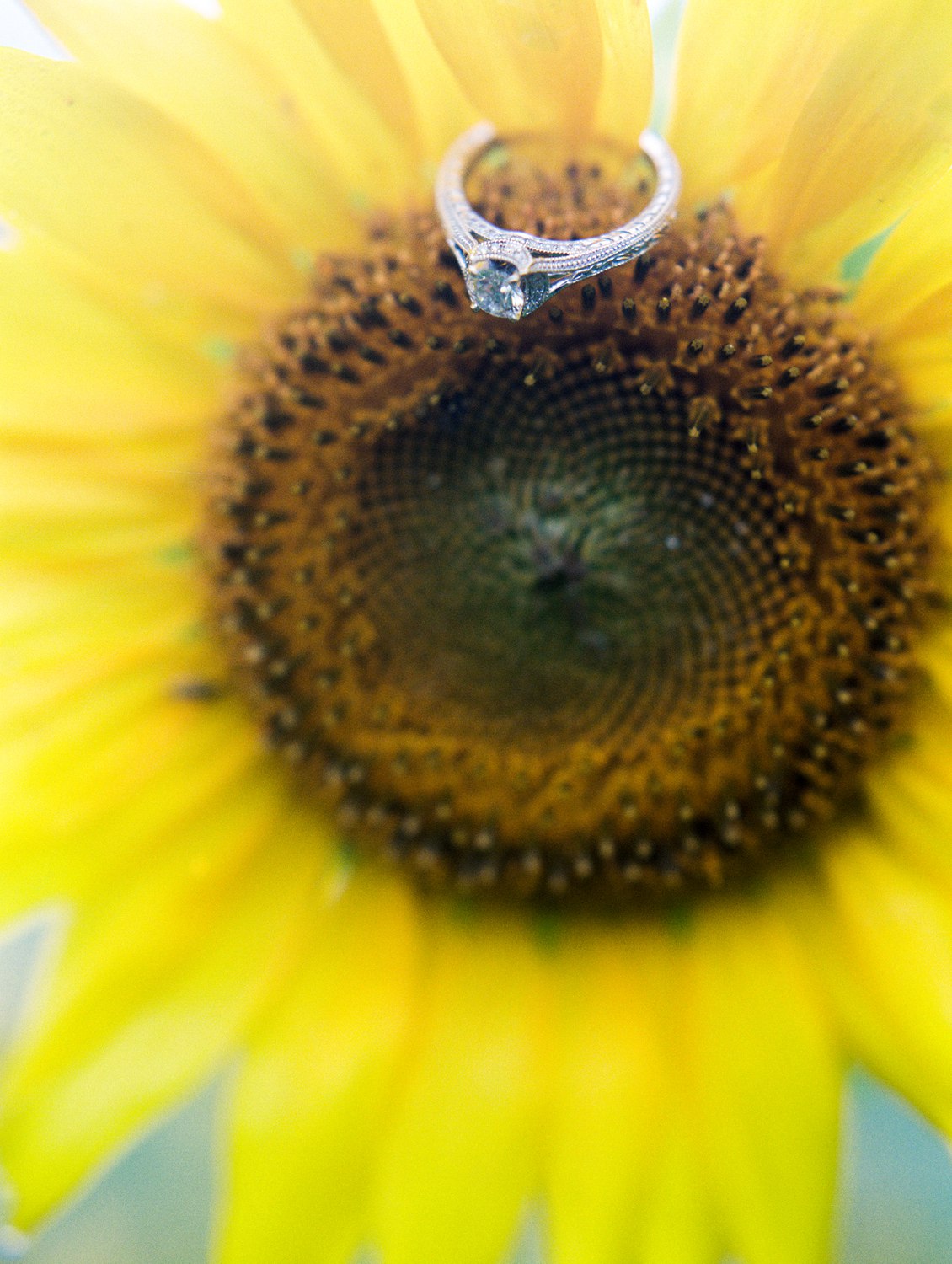 Forks of the River Sunflower Engagement | Knoxville Wedding Photographer