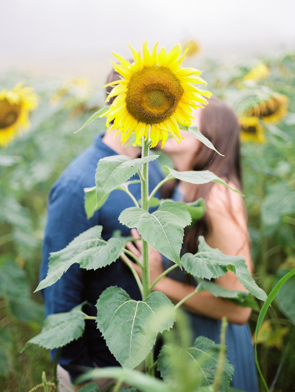 Forks of the River Sunflower Engagement | Knoxville Wedding Photographer