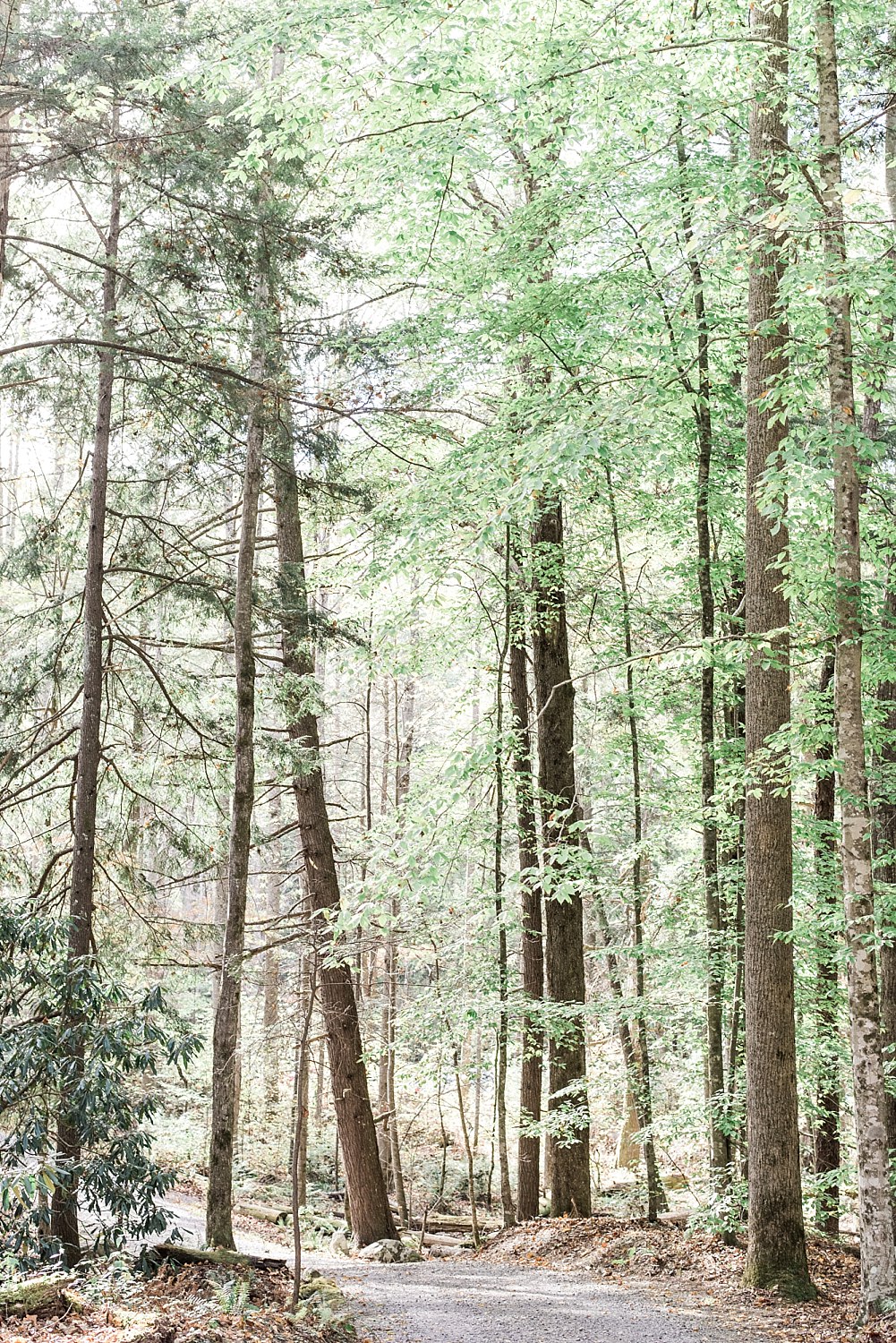 spencecabinweddingvenueinthesmokymountains-sarah&josh
