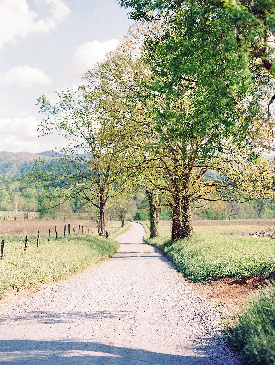 cades-cove-engagement-gatlinburg-anne&chris