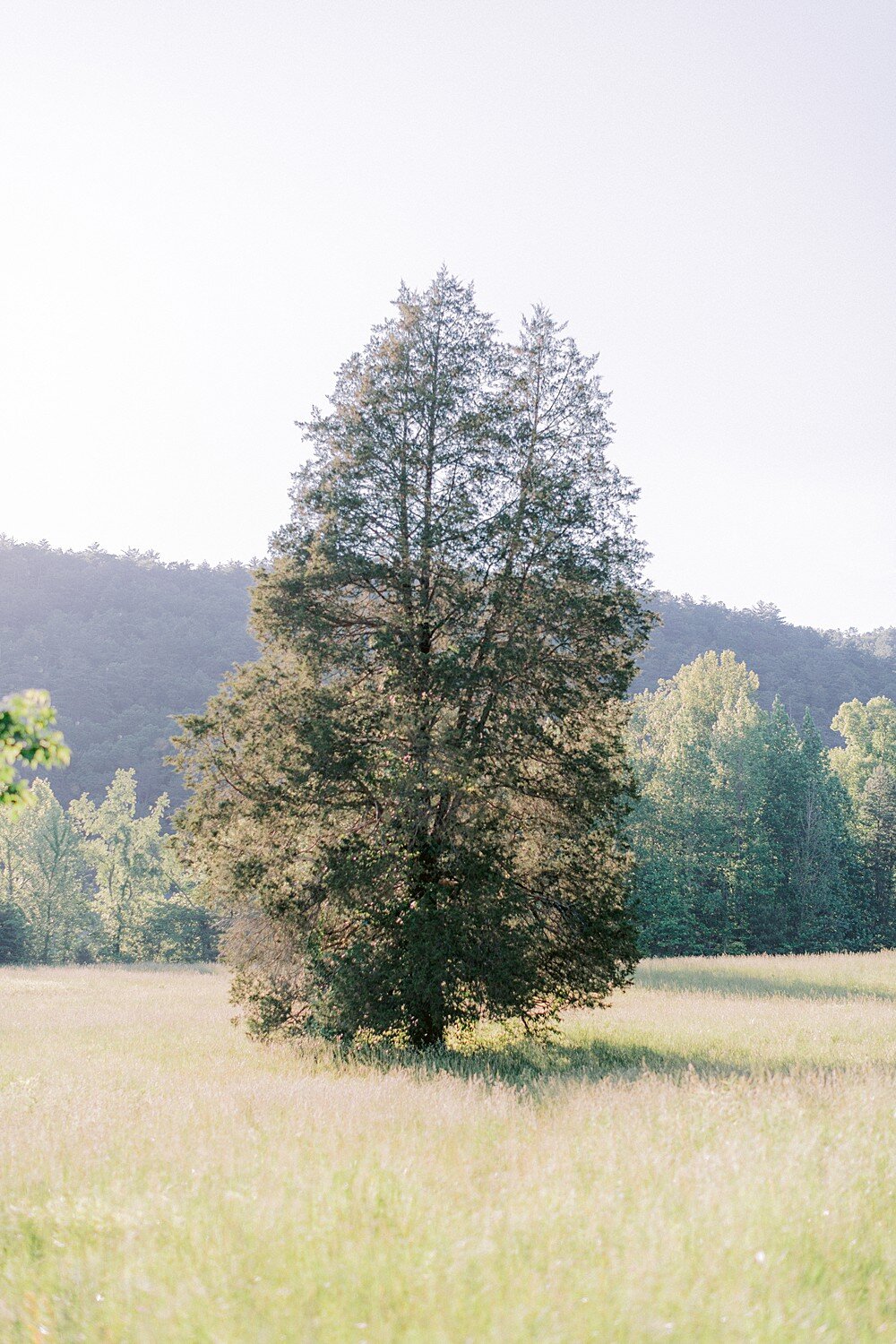 cades-cove-elopement-bettina&ivan