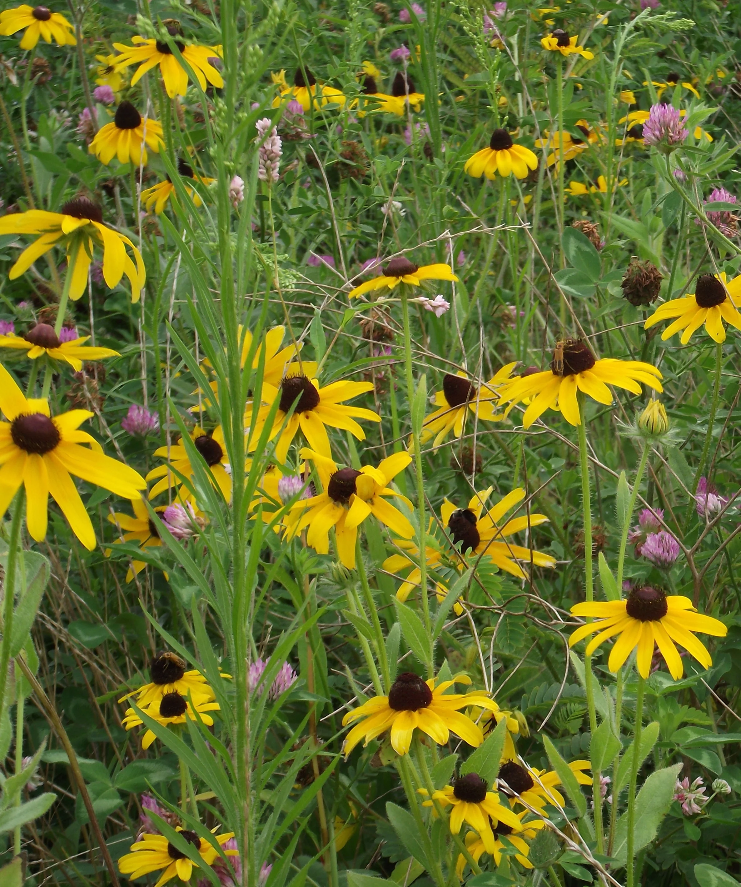 Shoreline plantings