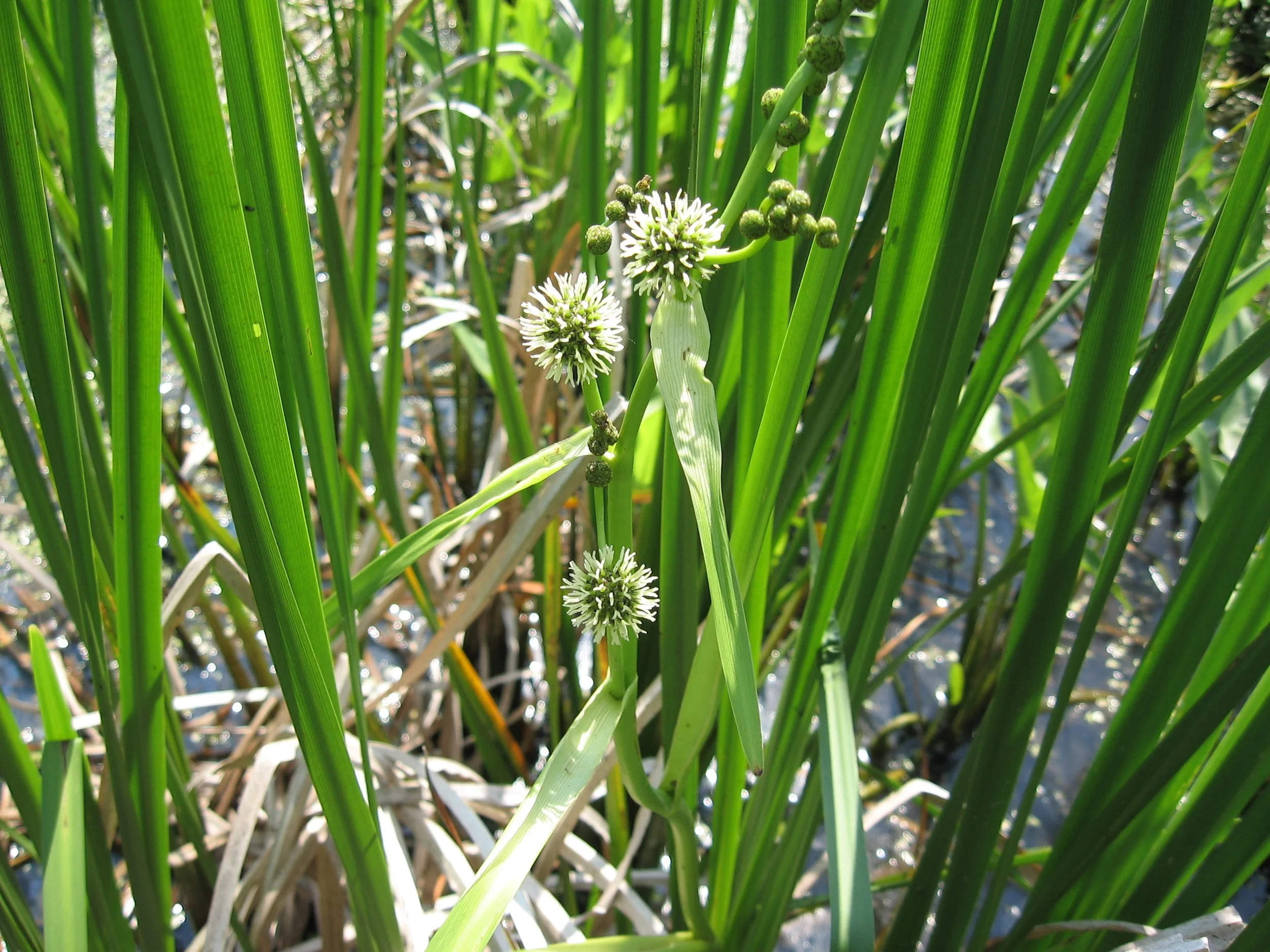 wetland-newaygo.jpg