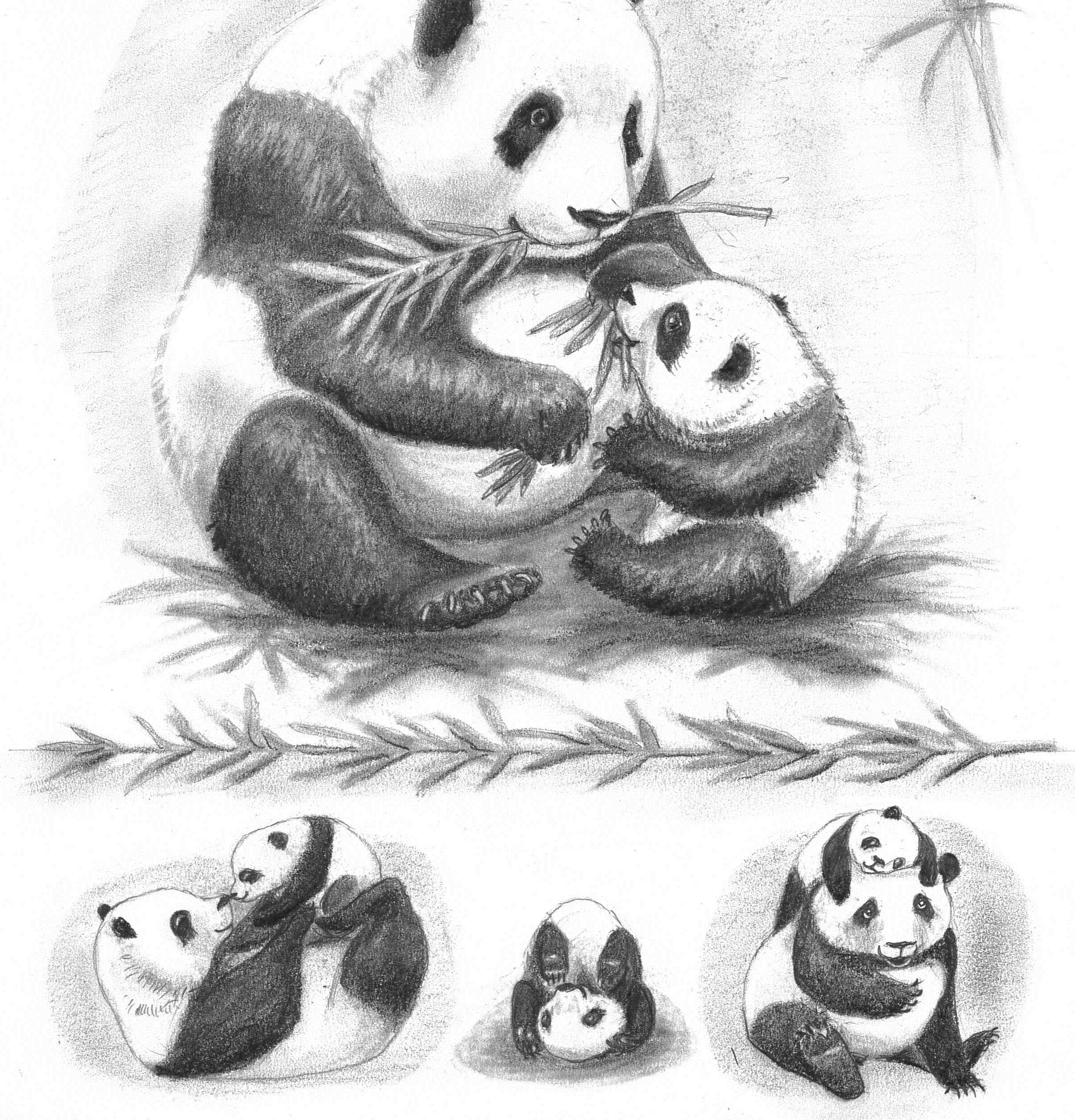 Panda.jpg
