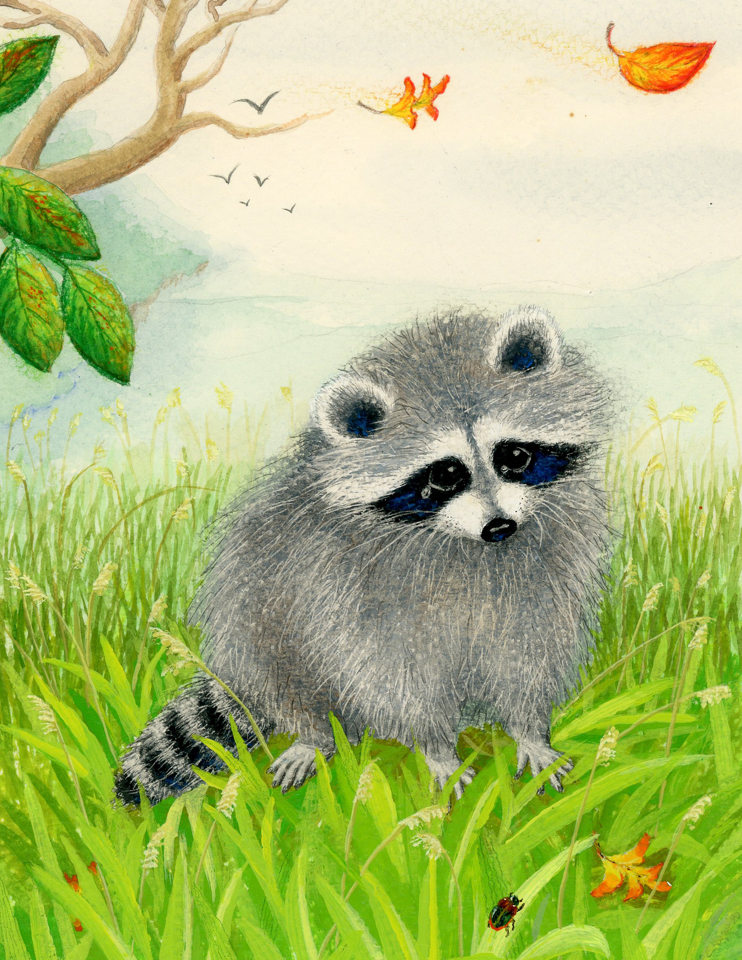 chester the kissing hand raccoon chester the kissing hand raccoon