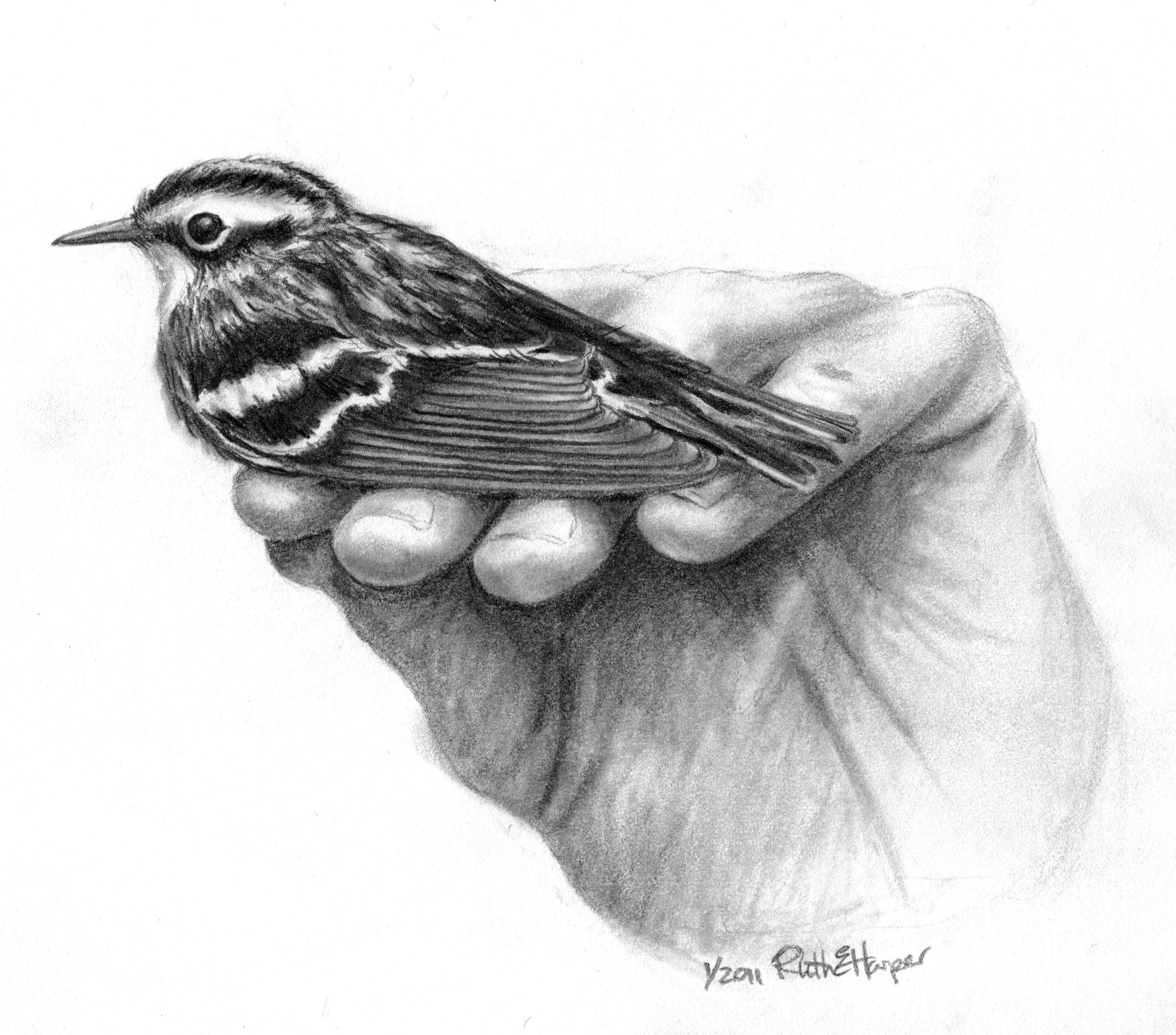 Bird in Hand 5.jpg