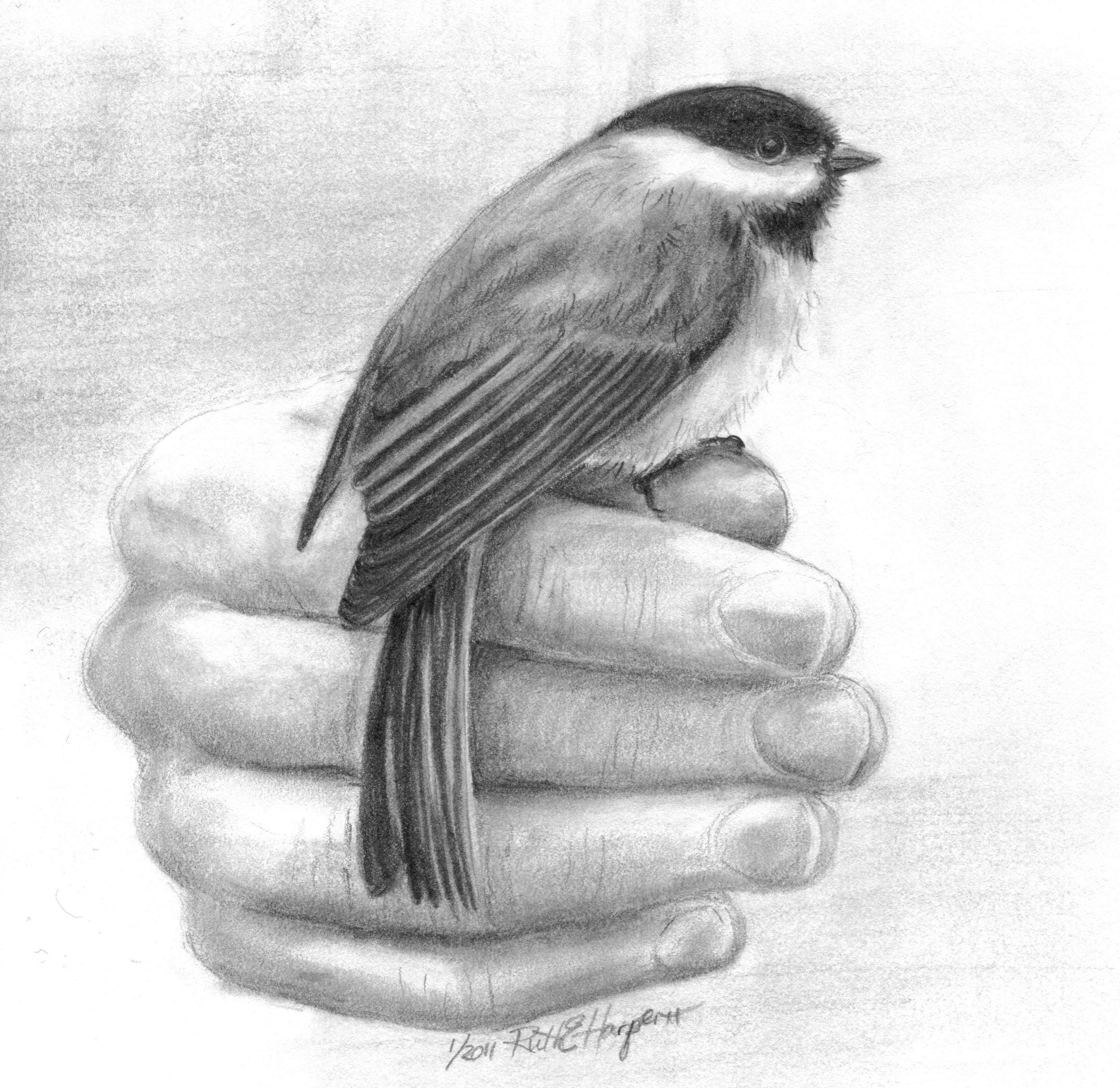 Bird in Hand 2-1.jpg