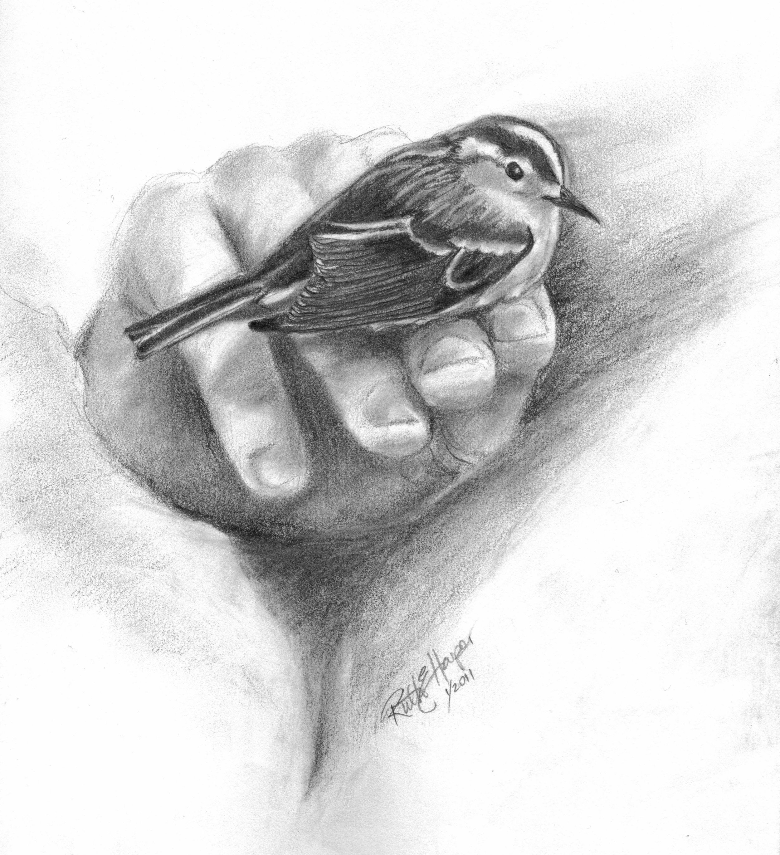 Bird in Hand 1-2.jpg