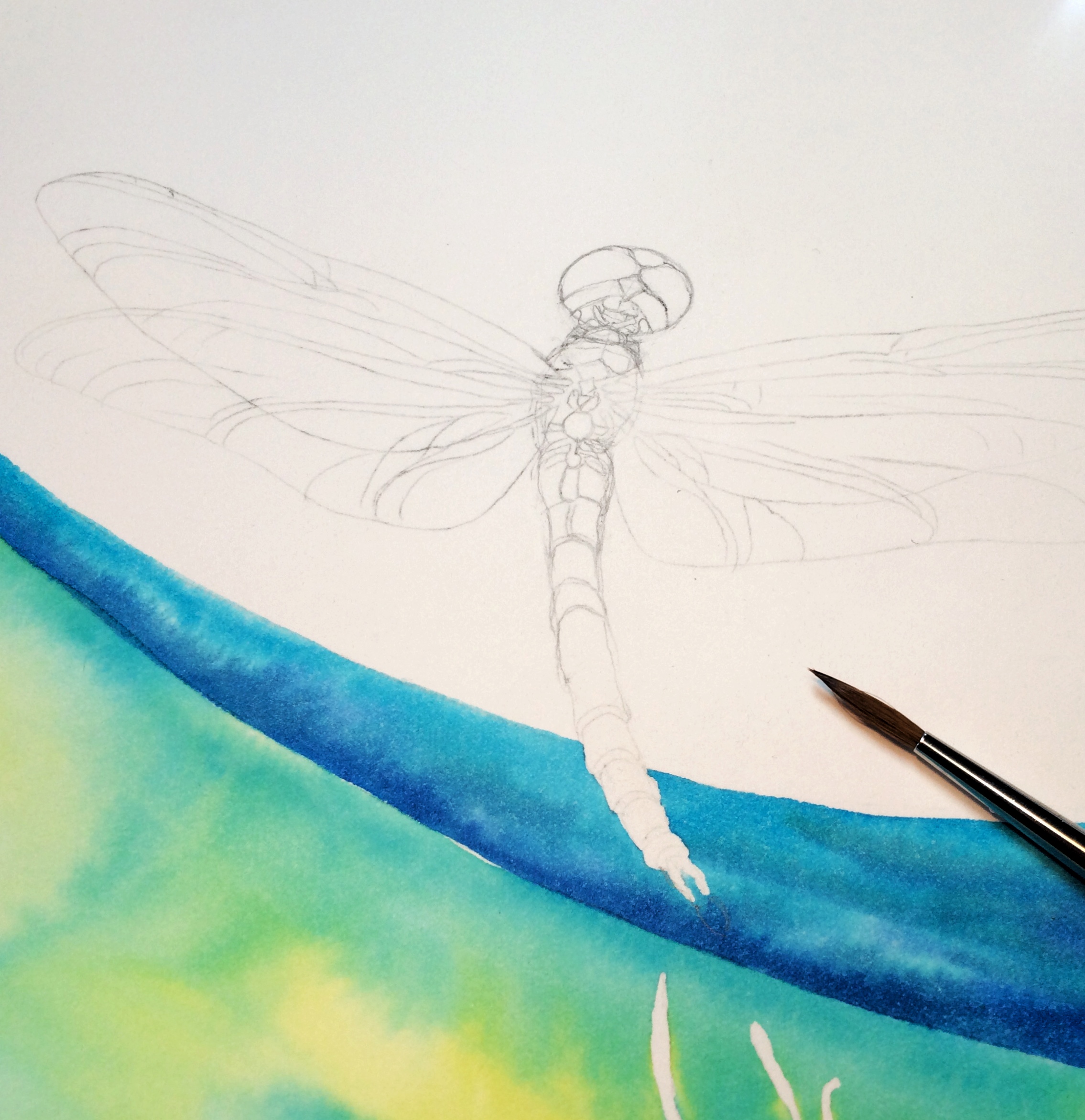Dragonfly process.jpg