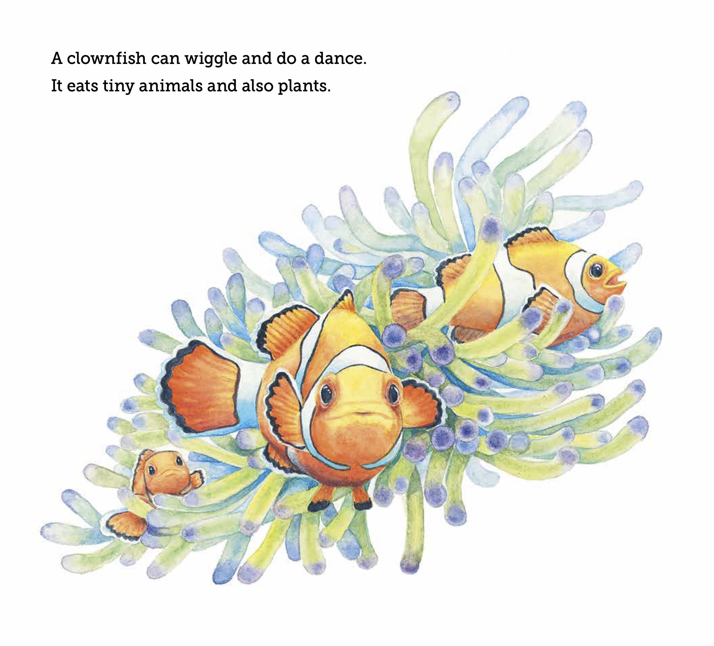 Clownfish.jpg