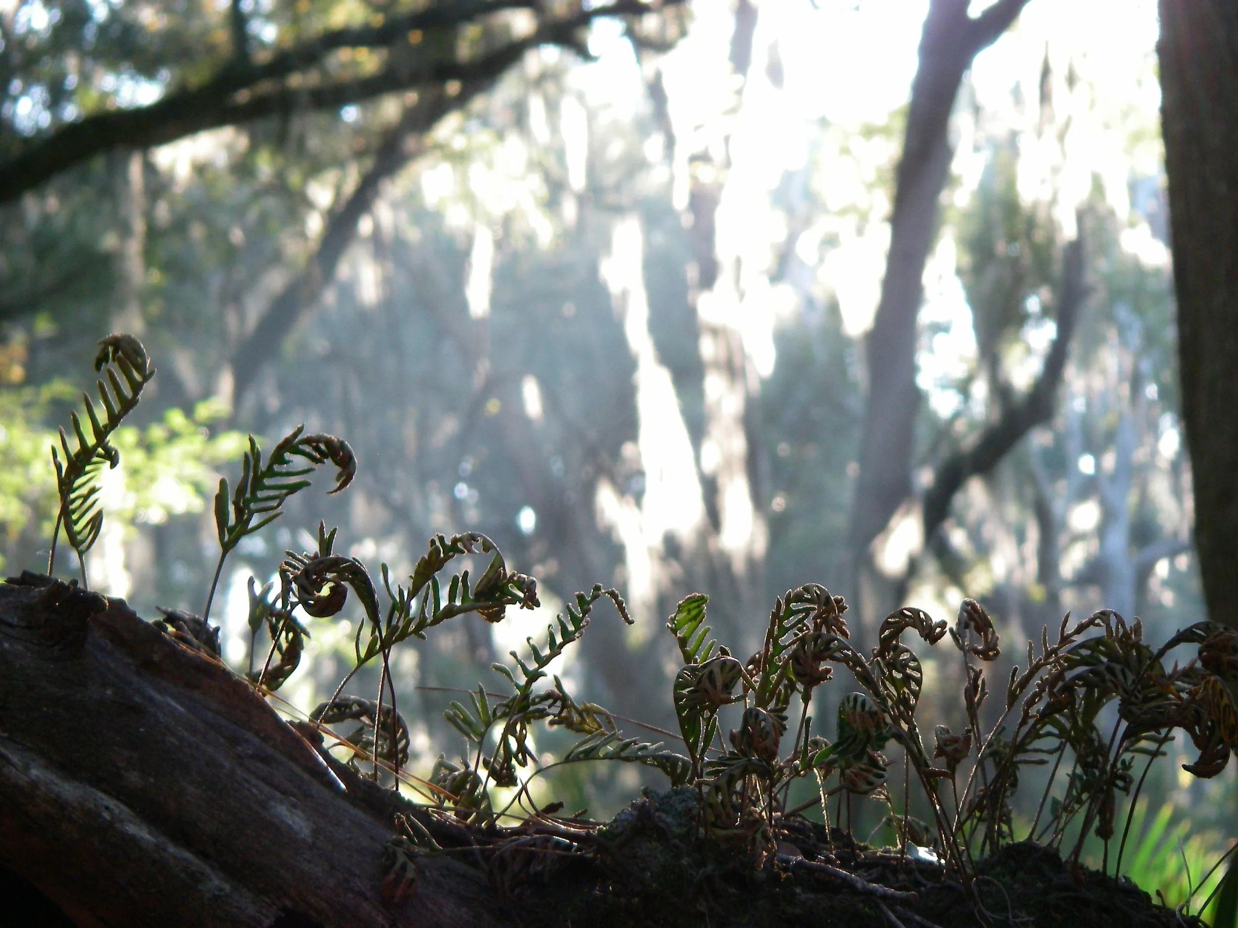Ossabaw Ferns.jpg