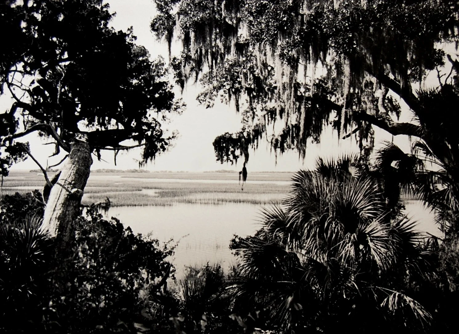 Across the Marsh resized.jpg