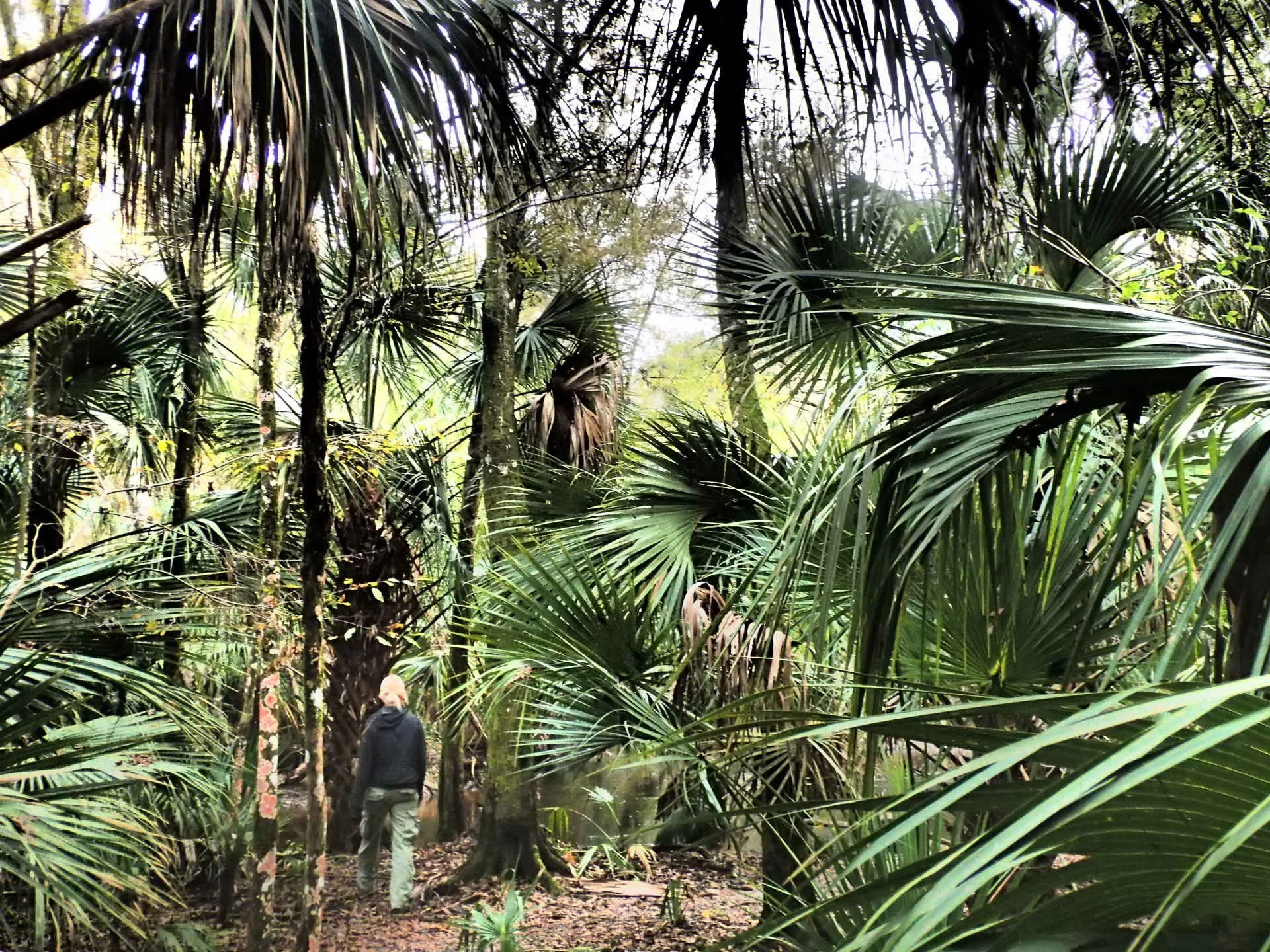 Florida Walk.jpg