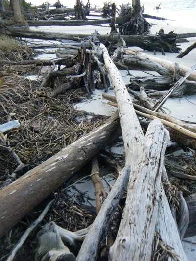 st_cat_driftwood.jpg