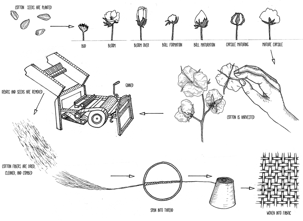 Copy of Cotton Production