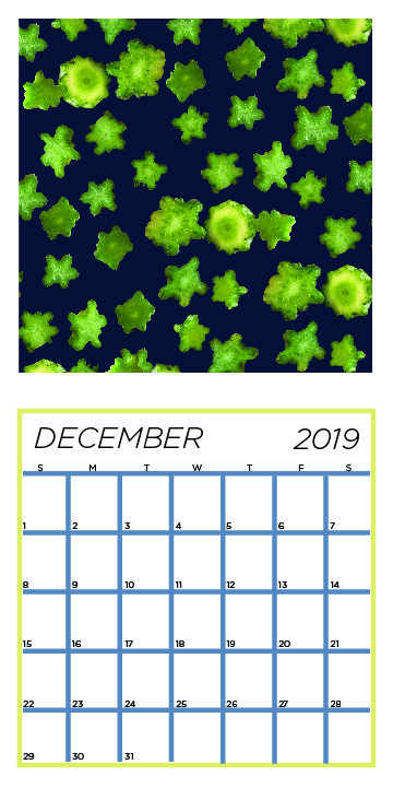 weird veg calendarcombine_dec.jpg