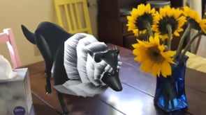 AR app development for iOS