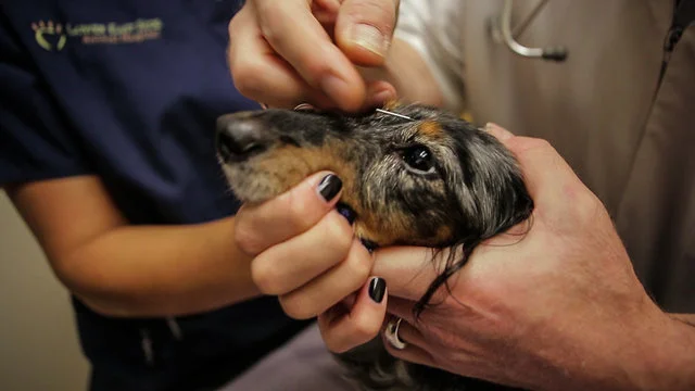 Dogupuncture Is Real; Watch it Performed at LES Animal Hospital