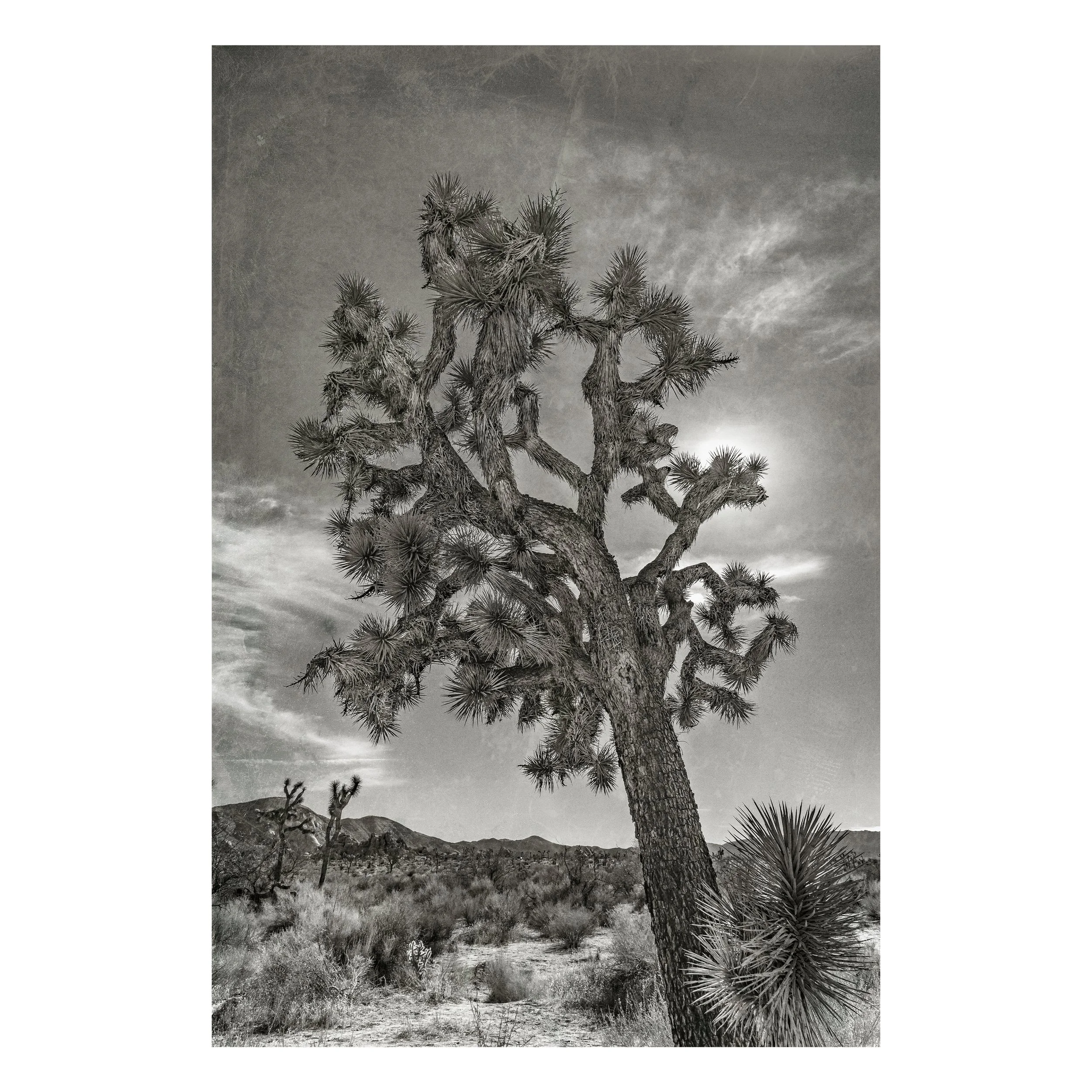 Joshua Tree 051 - frame.jpg