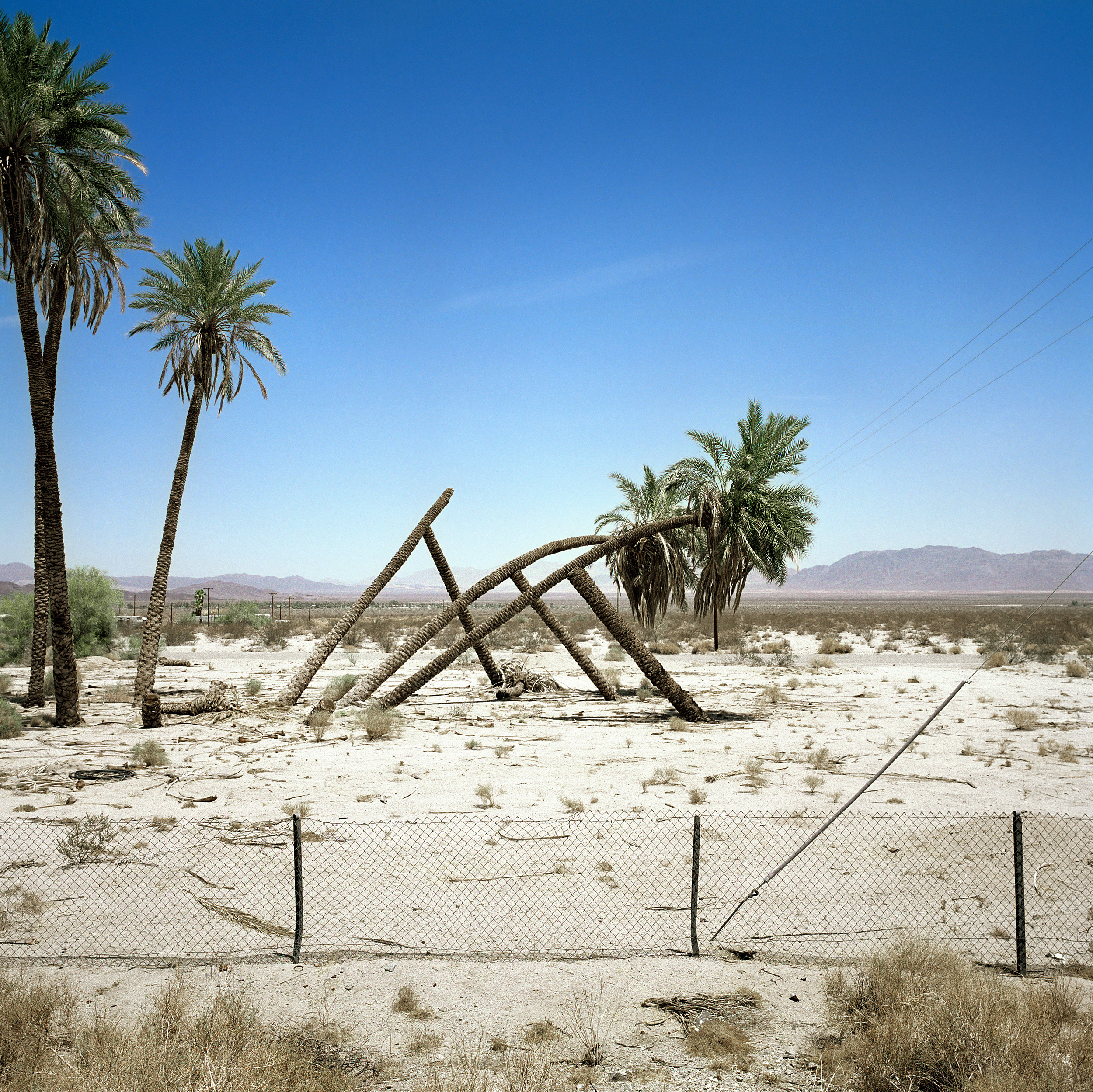 palms at desert center.jpg