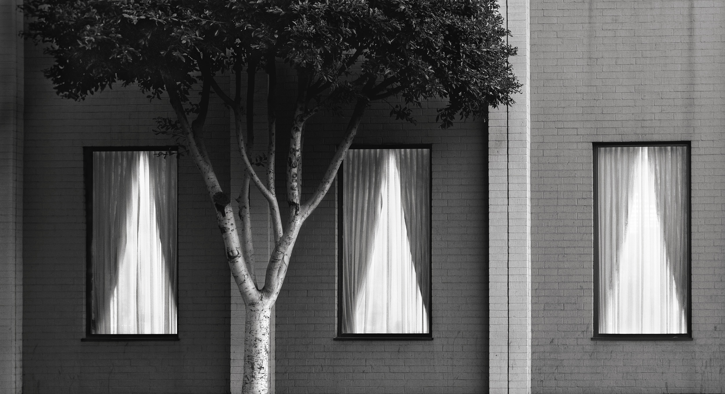 tree three windows.jpg