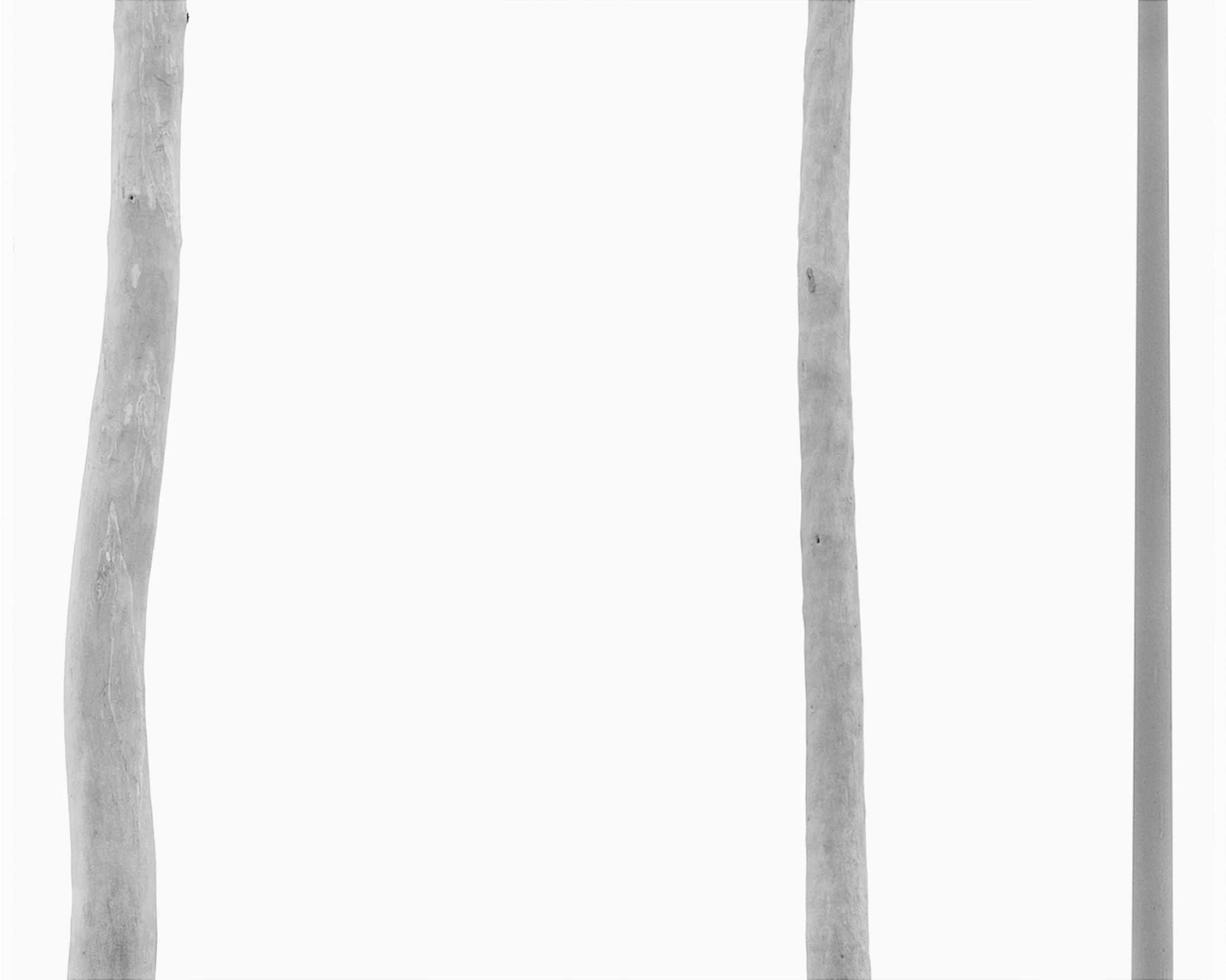 Two Trees One Pole.jpg
