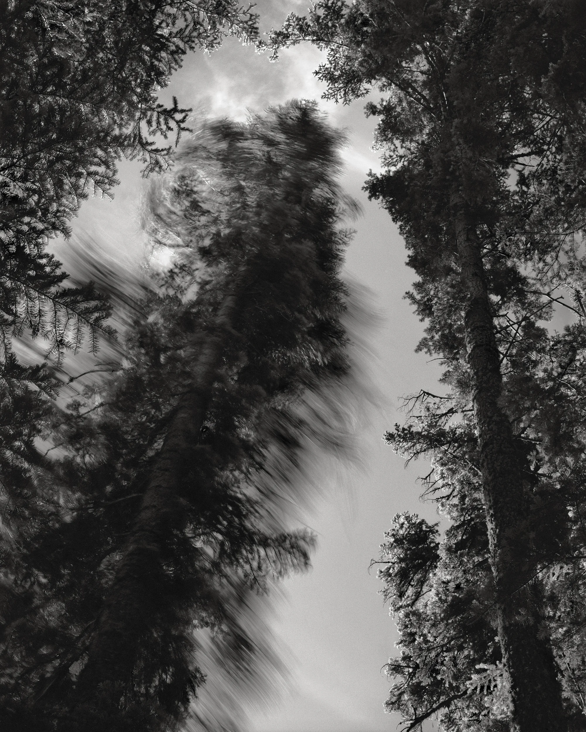 Falling Tree #11, 1989