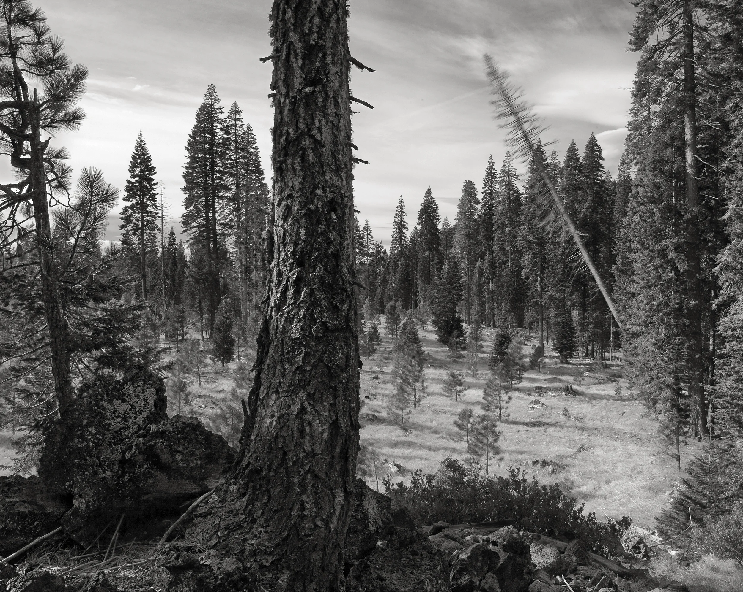 Falling Tree #13, 2009
