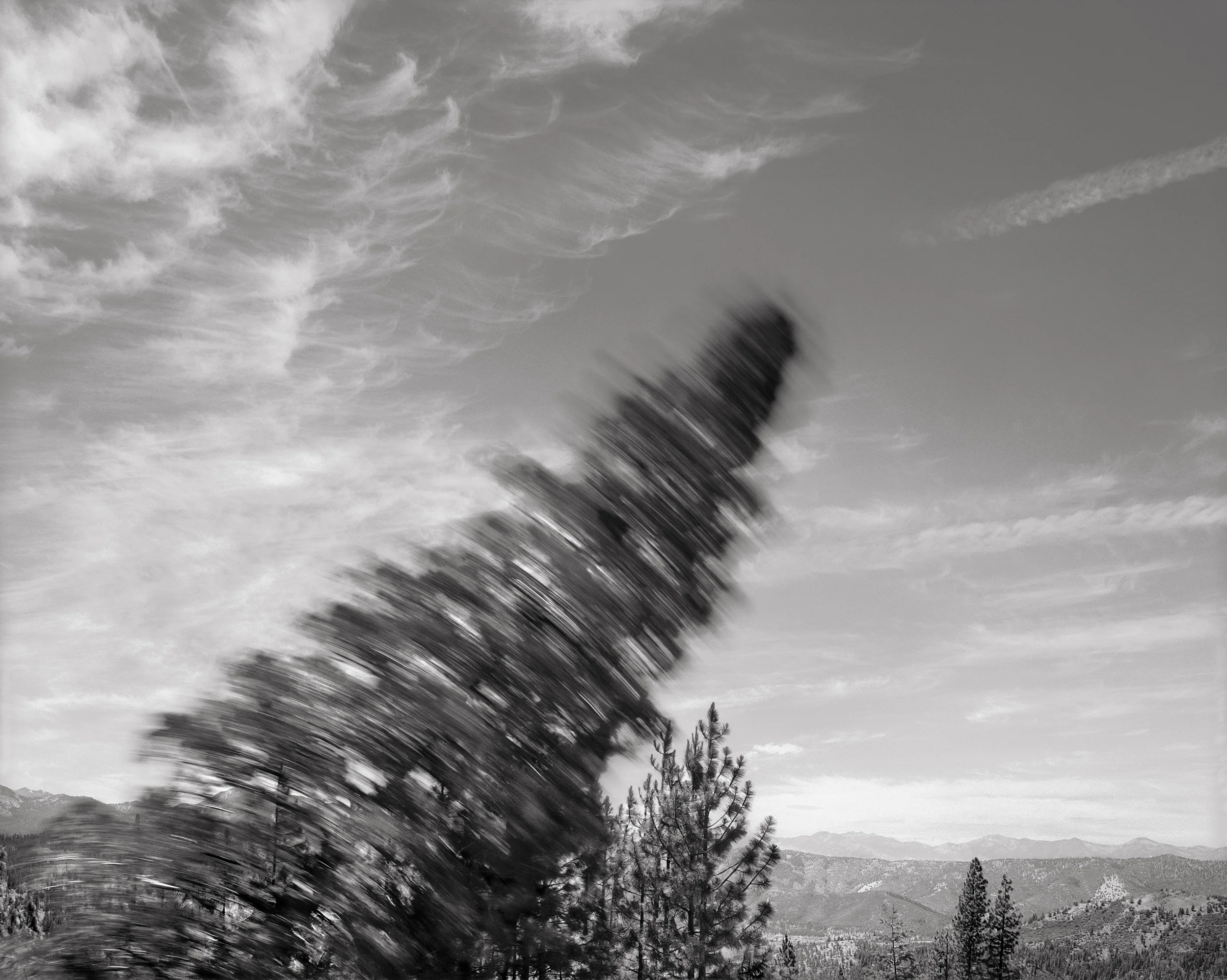 Falling Tree #3, 1989