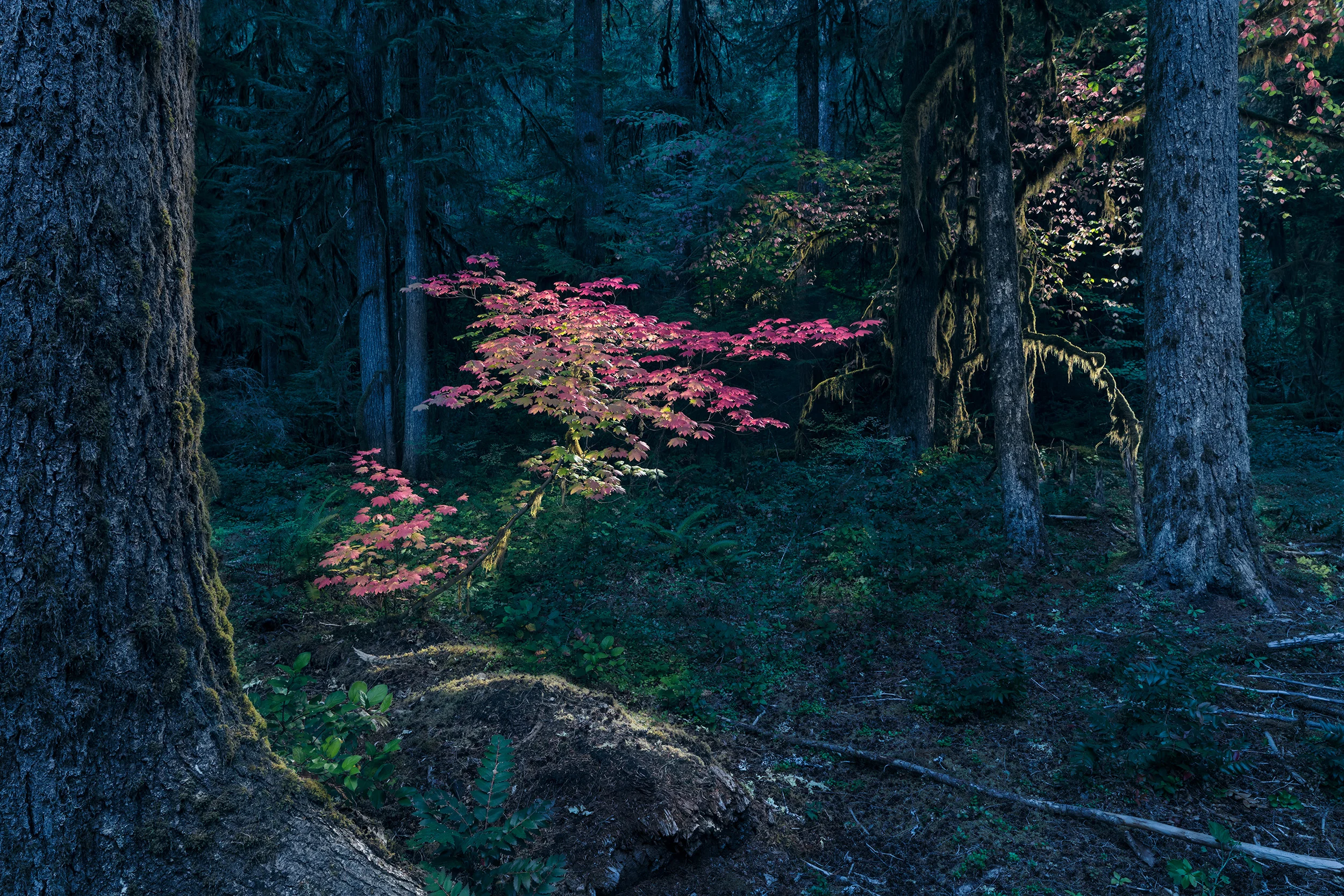 DPB_HJA_1298_Amb+Strobe_Combined.jpg