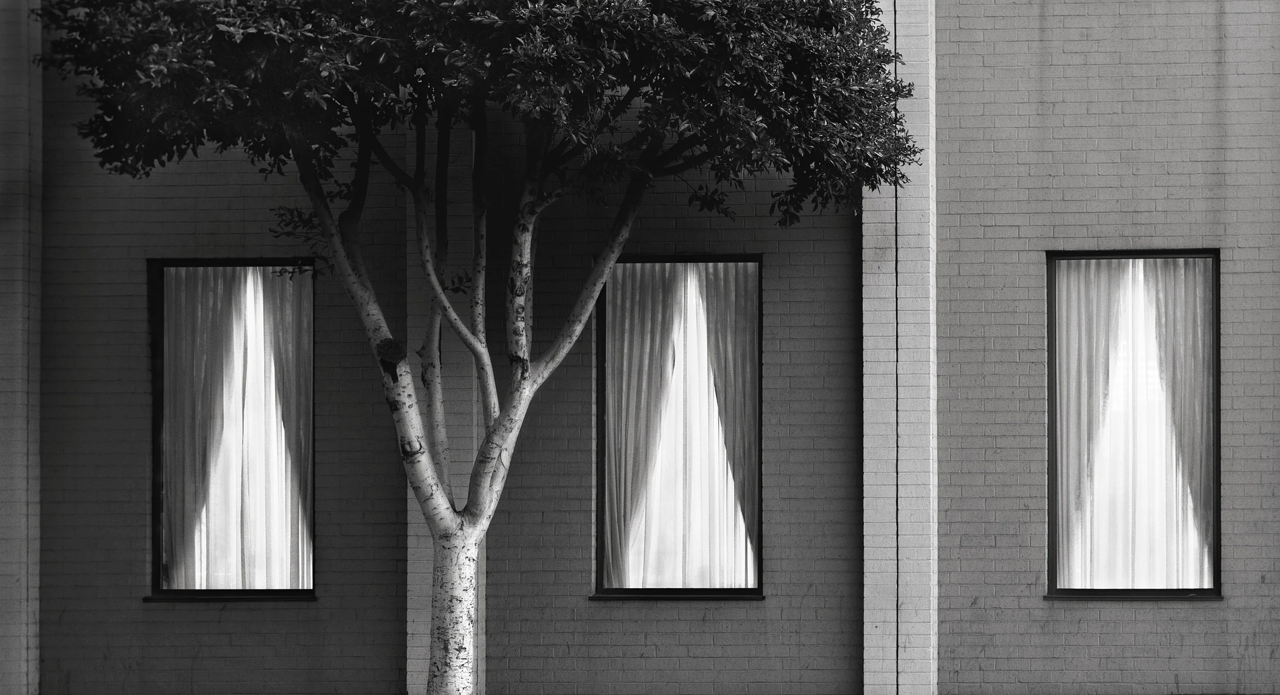 Tree and Three Windows, 1981