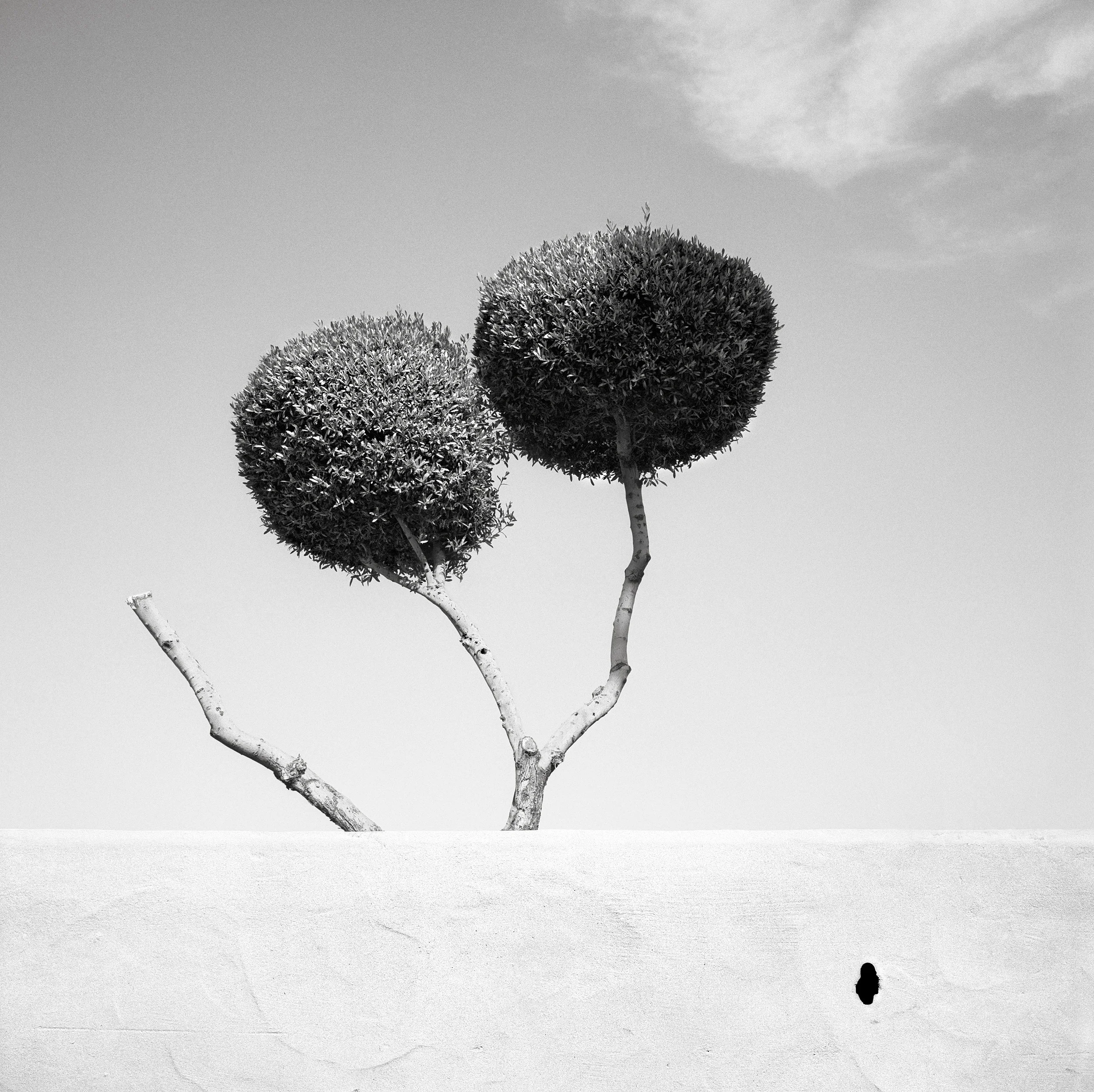 Trichotomy, 1995