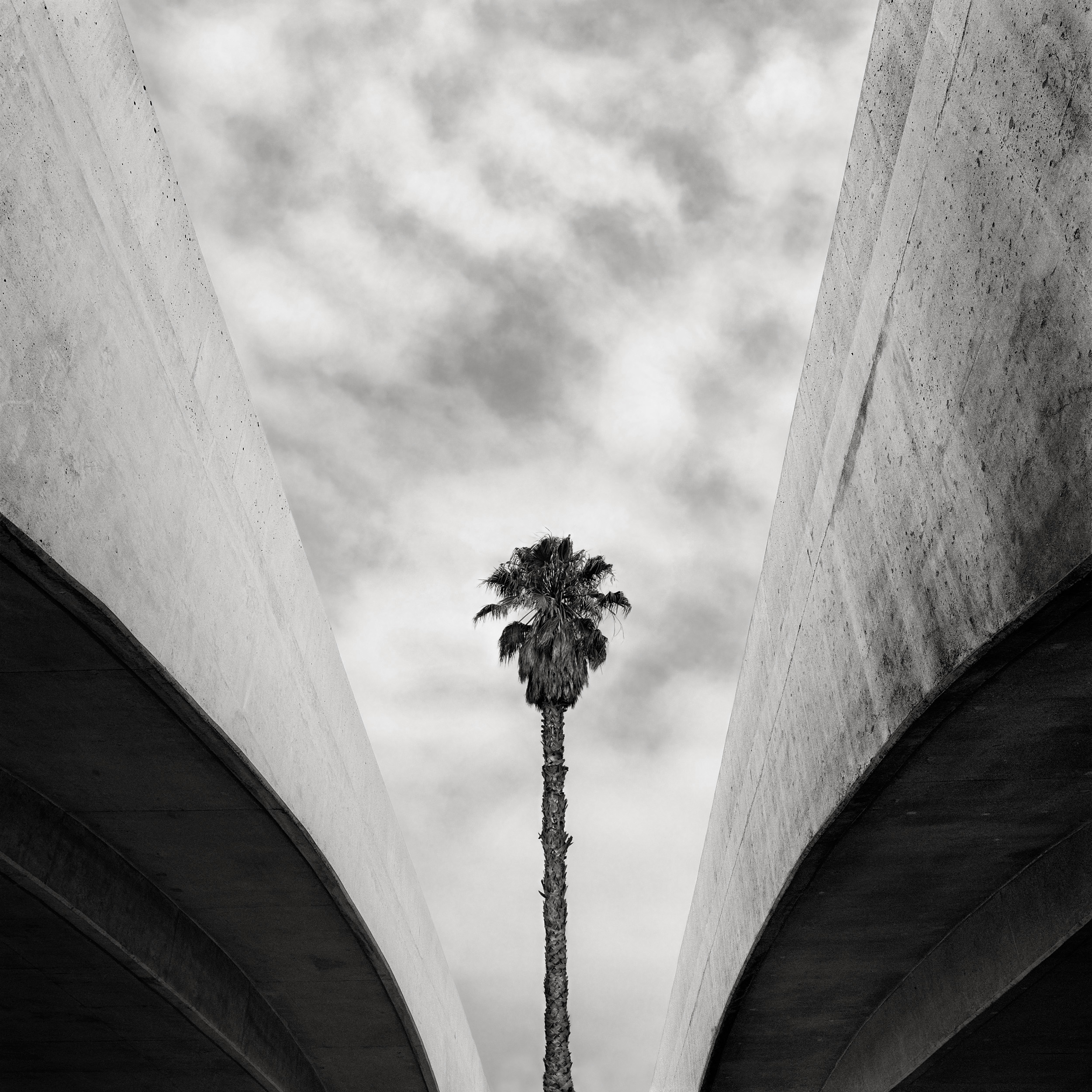 Palm and Overpass, 1996