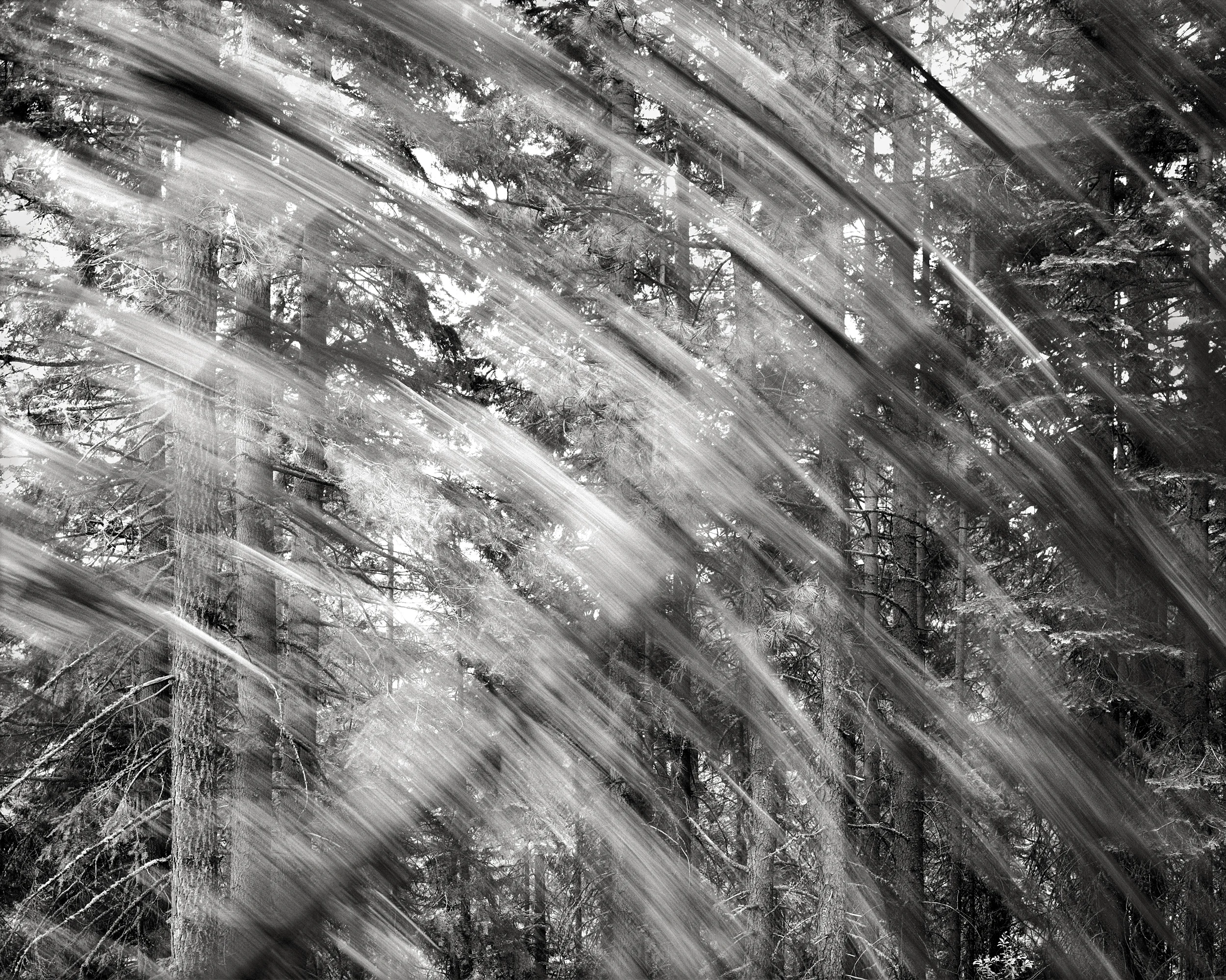 Falling Tree #4, 1989