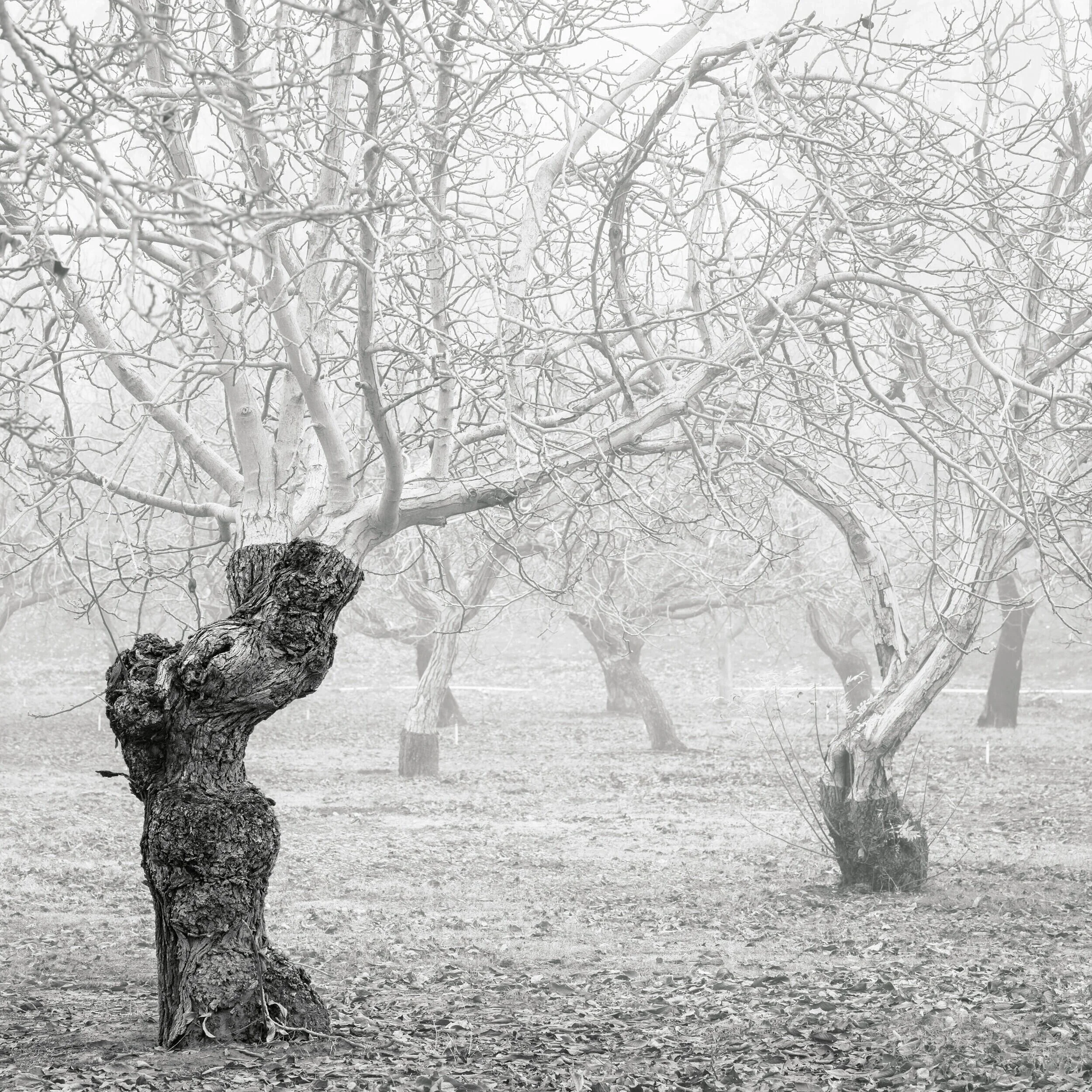 DPB_Orchard__062-4.JPG