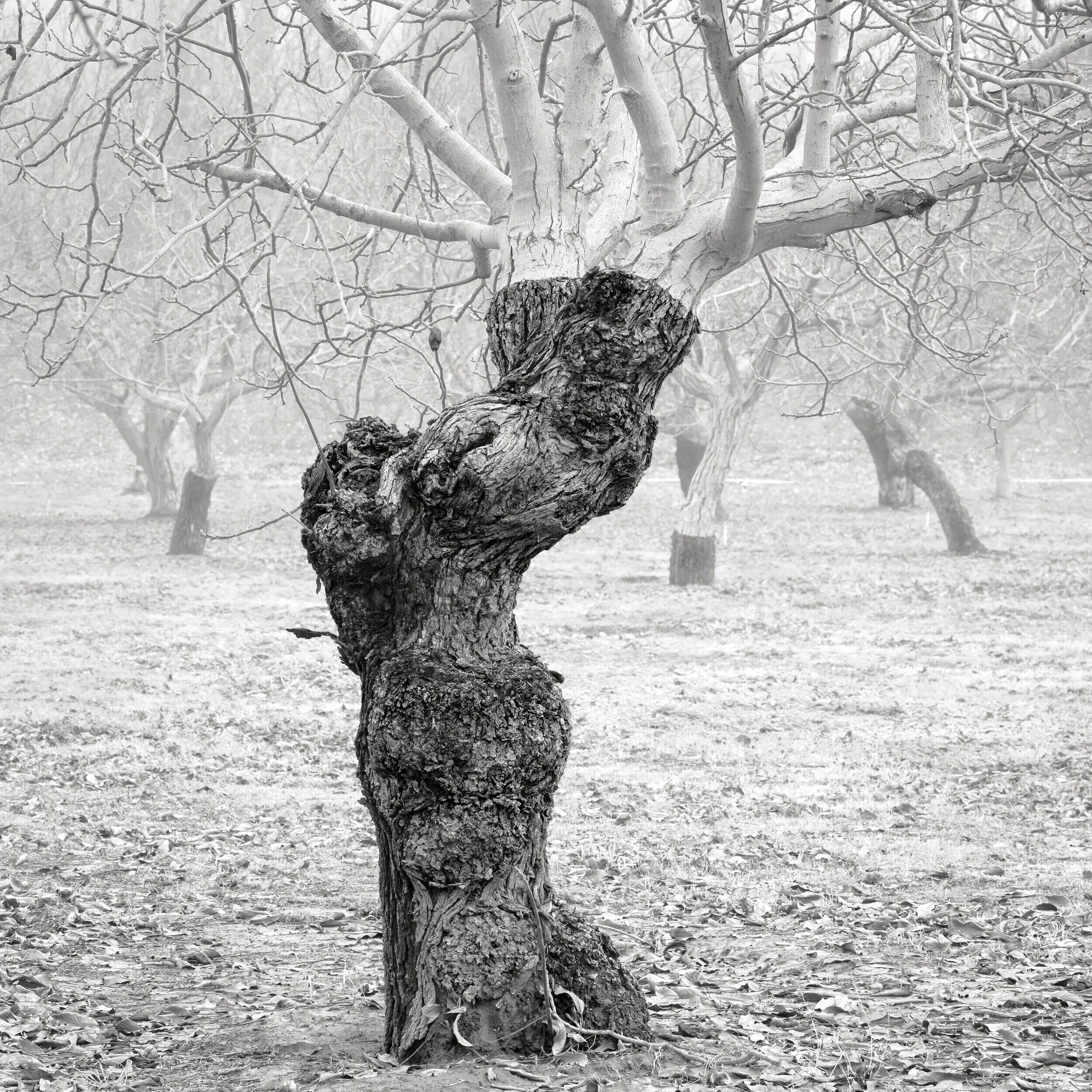 DPB_Orchard__063-2.JPG