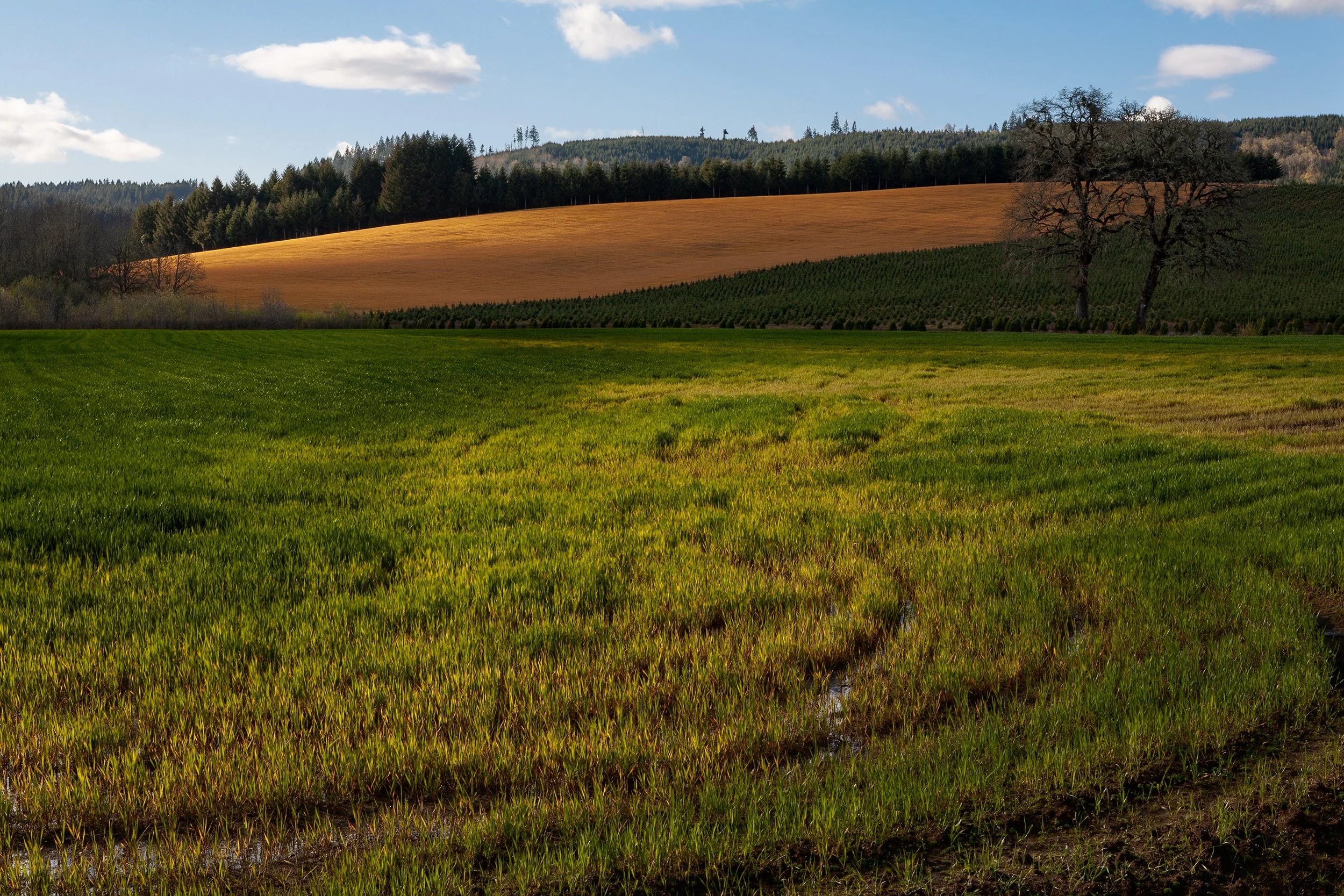 DPB_LTW_Oregon_020024.jpg