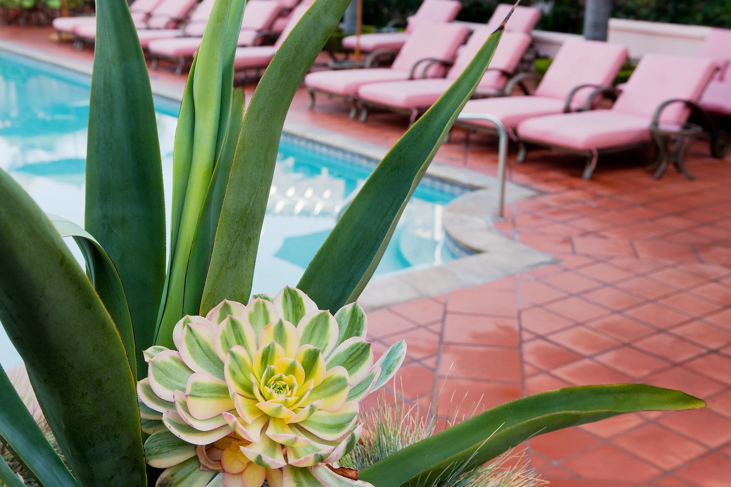 Agave Flower and Pool.jpg
