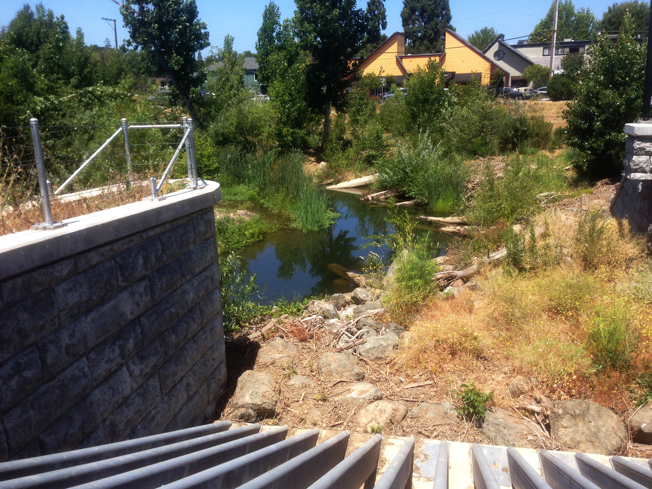 FIGURE 5 | Teeming native plant life, woody debris, and in-stream habitat for steelhead. Photo by Calvin Meister.