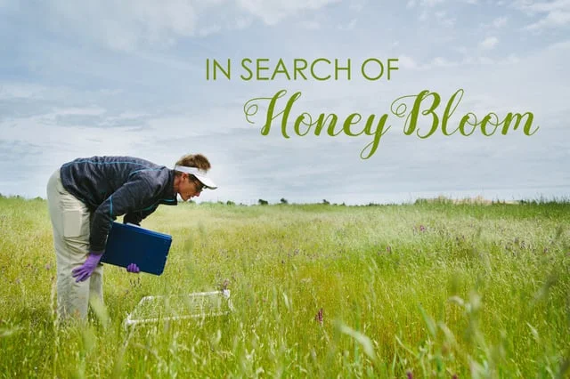 In Search of Honey Bloom
