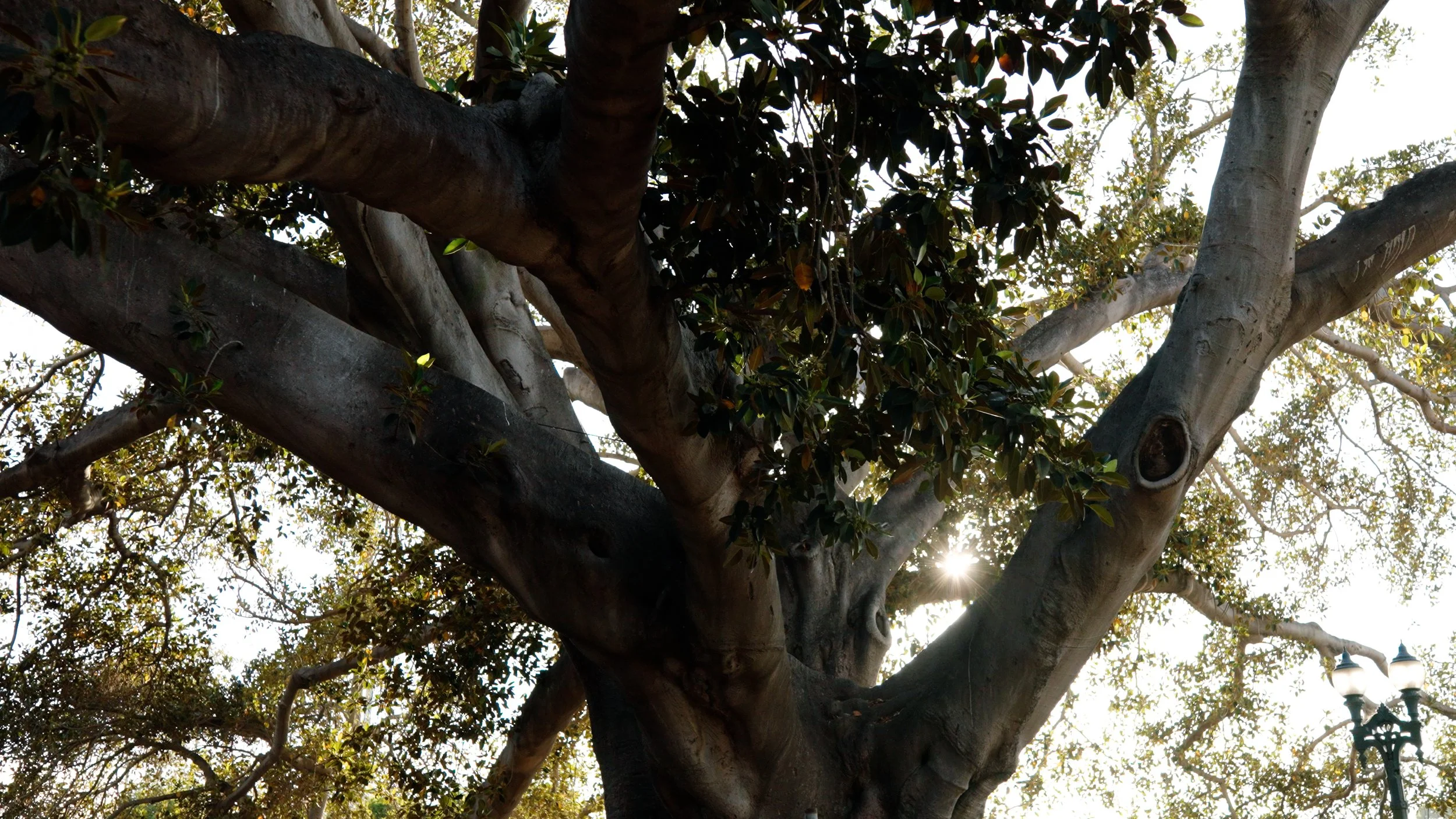 beautiful tree.jpg