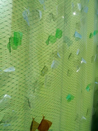 Butterfly collection